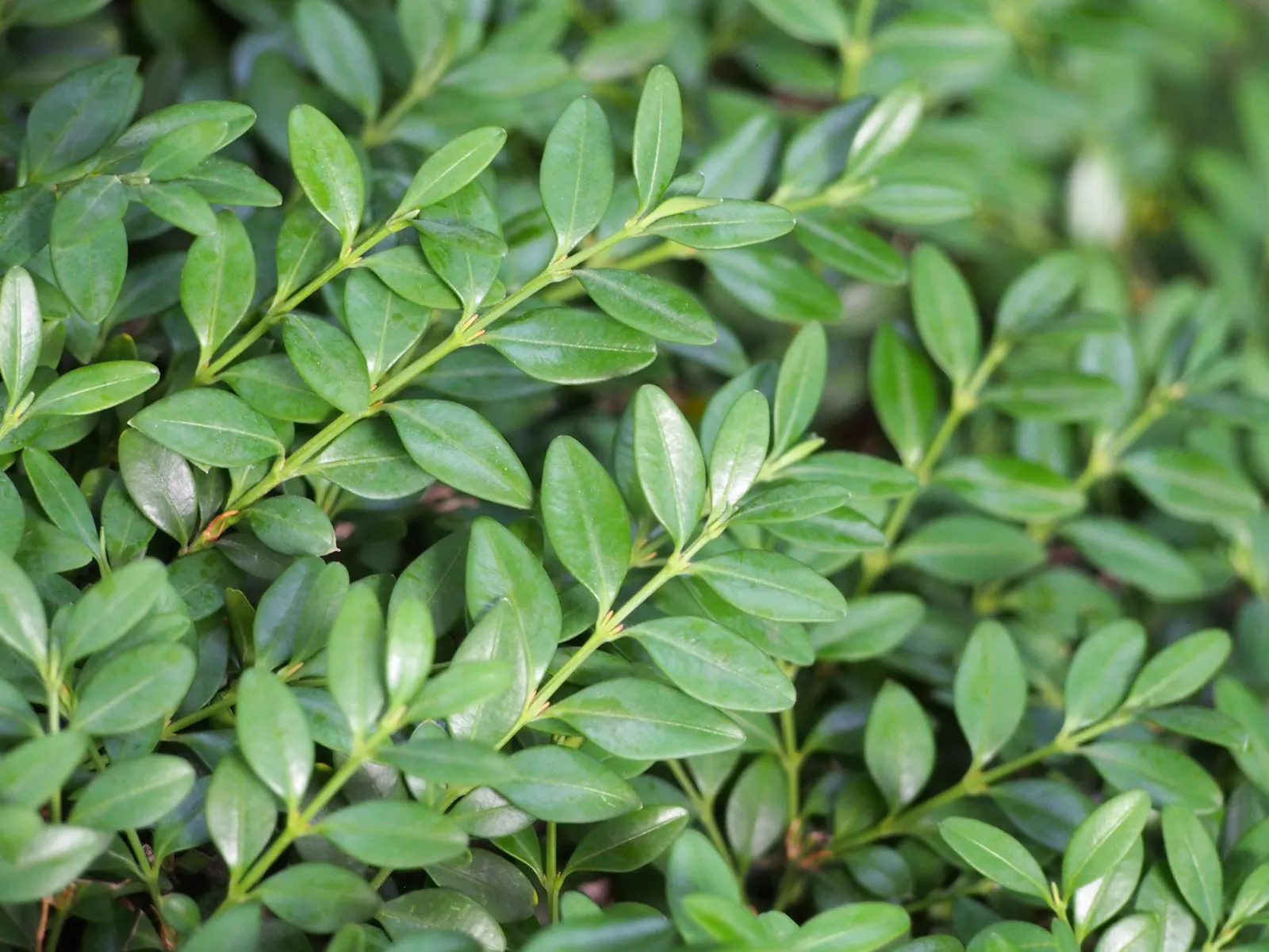 Japanese Boxwood (Buxus Microphylla Japonica) — Regular fertilization will help promote vigorous growth and lush foliage