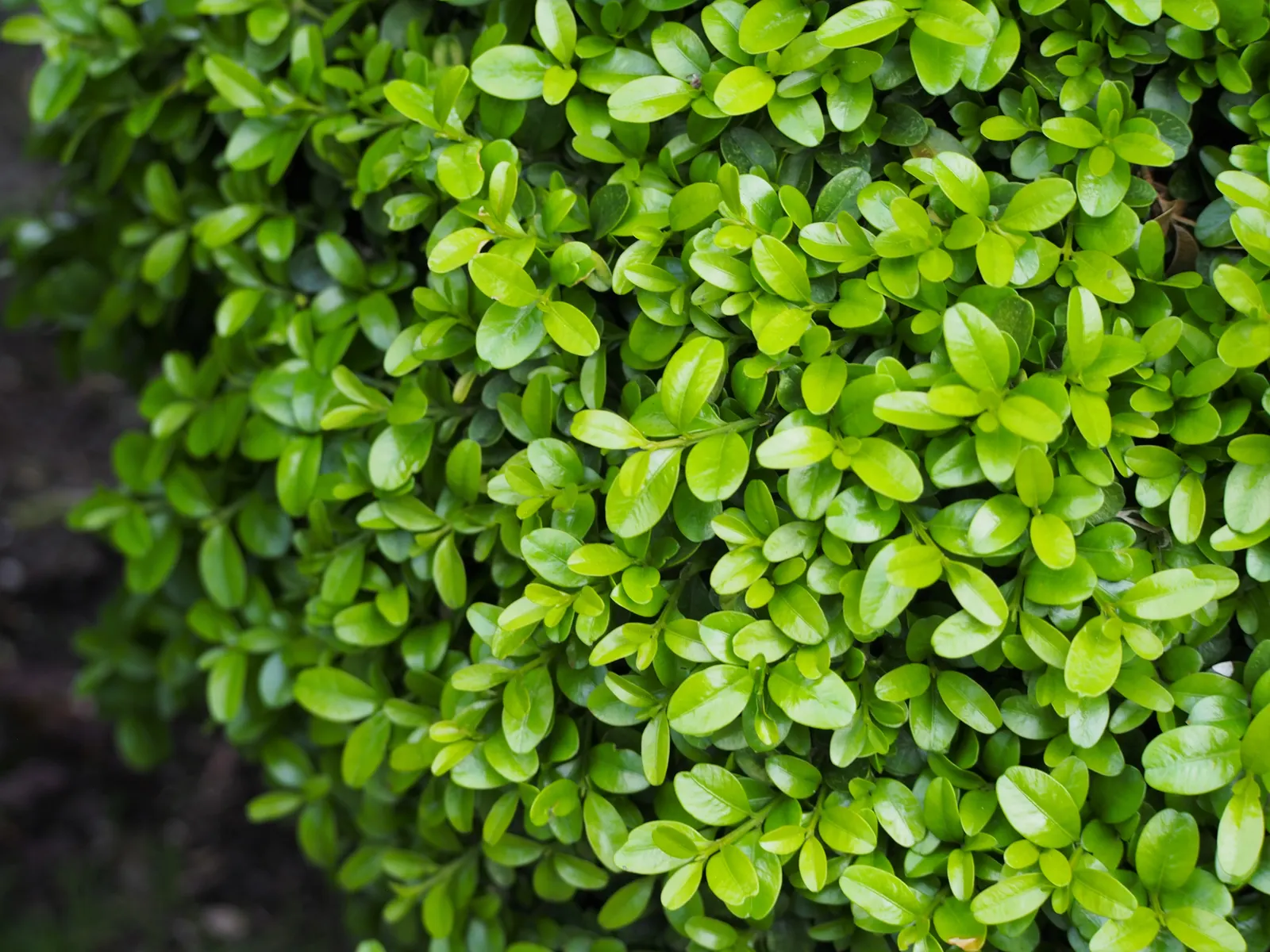 Japanese Boxwood (Buxus Microphylla Japonica) — boasting a rich green hue that persists even in the chill of winter; japonica, is an exceptional, image 55