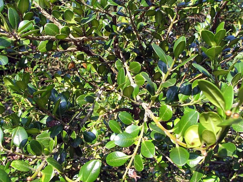 Japanese Boxwood (Buxus Microphylla Japonica) — oval leaves provide a fine texture; it reaches up to 2-4 feet in height and 3-4 feet in width at, image 48