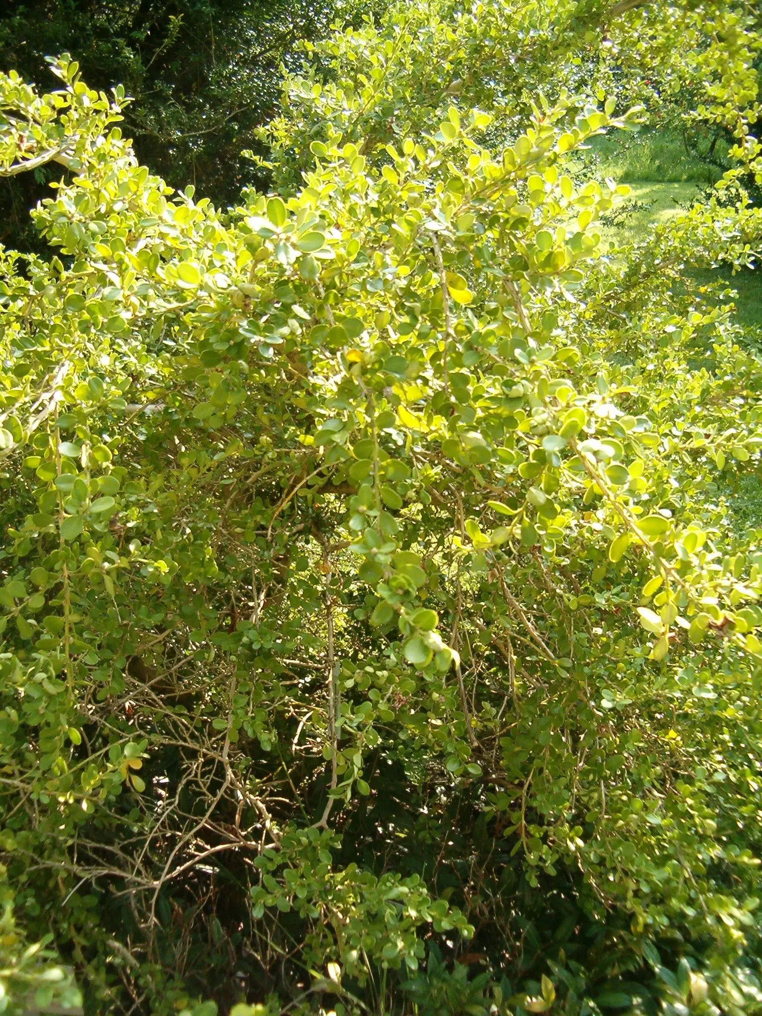 Japanese Boxwood (Buxus Microphylla Japonica) — japonica, is an exceptional choice for adding structure and year-round interest to a landscape design