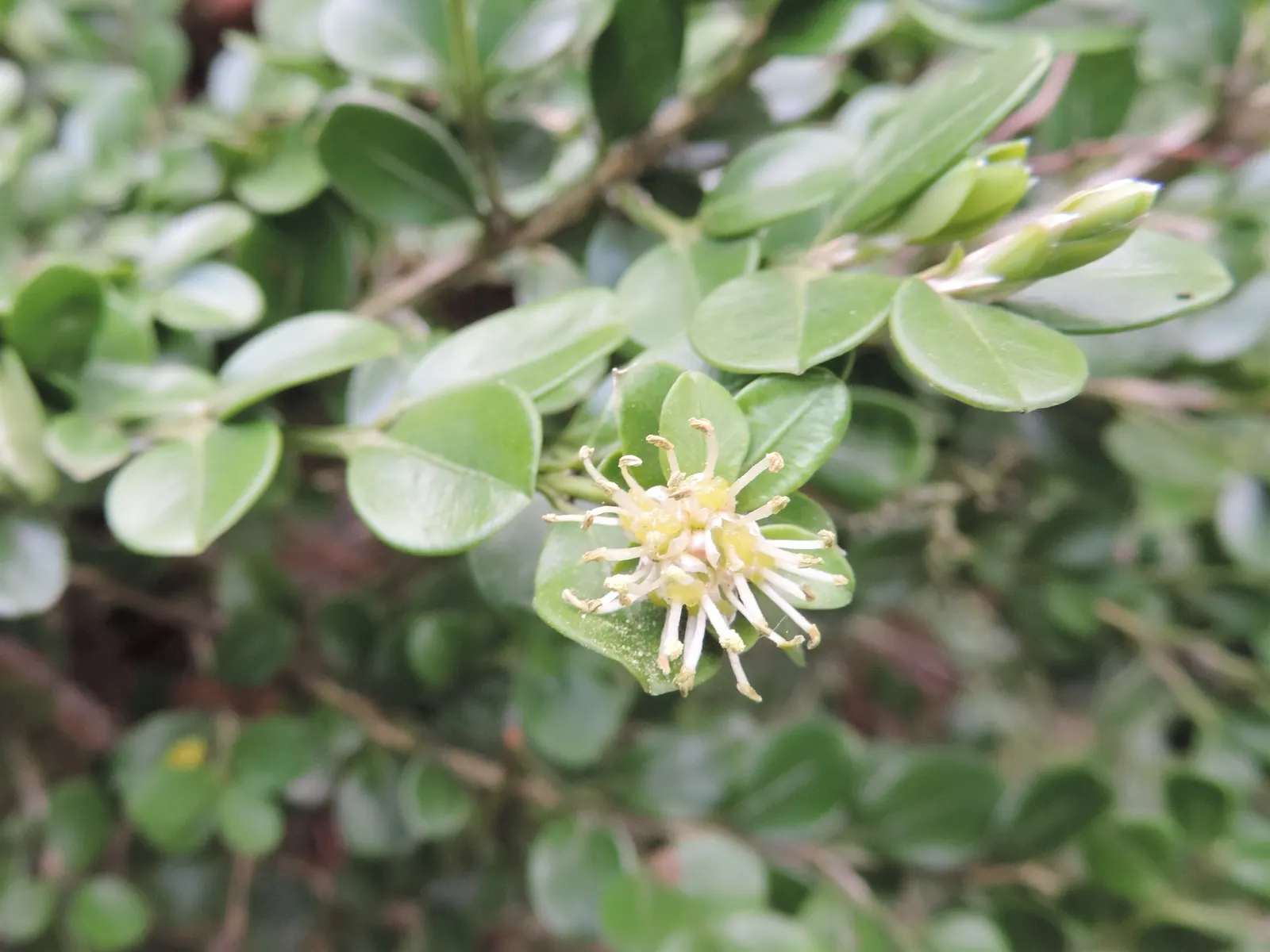 Japanese Boxwood (Buxus Microphylla Japonica) — For optimal health and appearance