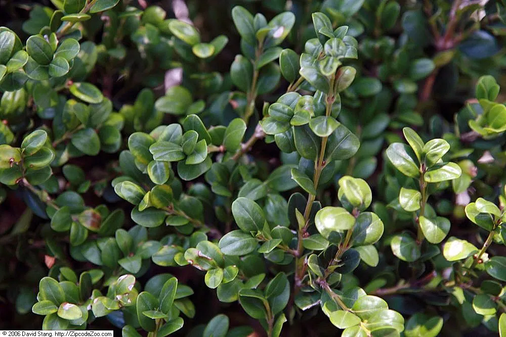 Japanese Boxwood (Buxus Microphylla Japonica) — Japanese Boxwoods are relatively low-maintenance; thriving in partial to full sun, it requires well-drained