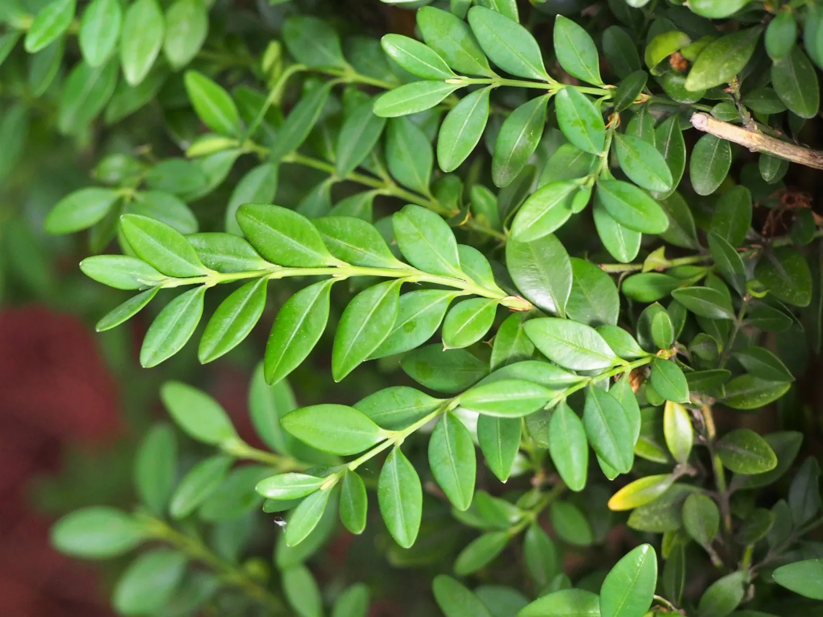 Japanese Boxwood (Buxus Microphylla Japonica) — and perform best in USDA hardiness zones 6 through 9