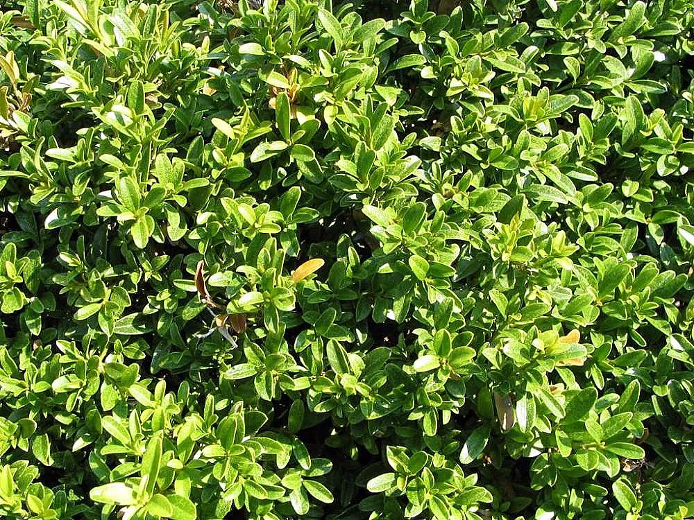 Japanese Boxwood (Buxus Microphylla Japonica) — oval leaves provide a fine texture; it reaches up to 2-4 feet in height and 3-4 feet in width at maturity