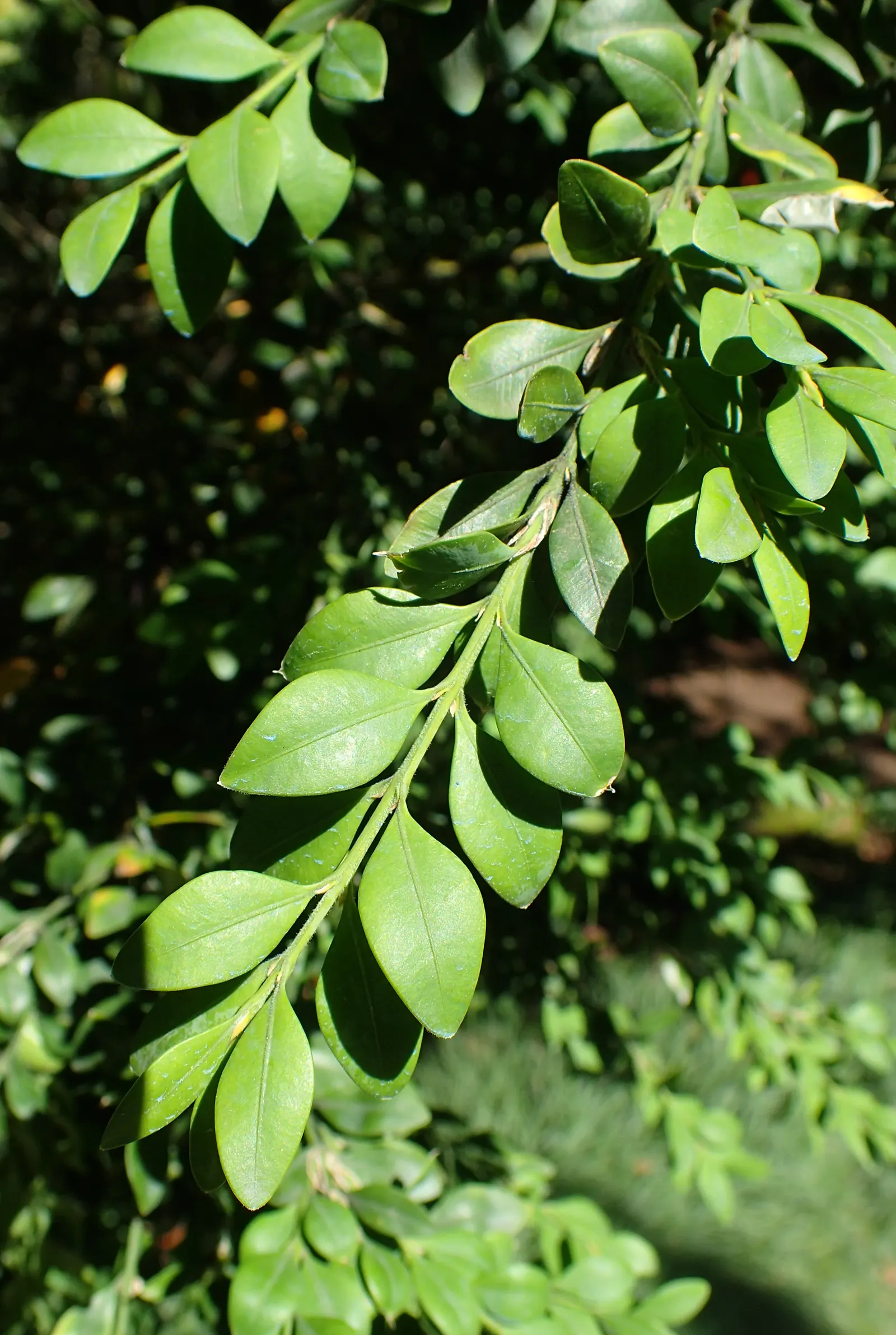 Japanese Boxwood (Buxus Microphylla Japonica) — They adapt well to a range of soil types; shrub for full or half, image 57