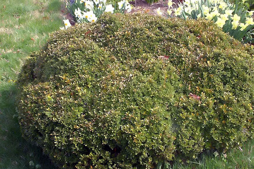 Japanese Boxwood (Buxus Microphylla Japonica) — provided they are well-draining