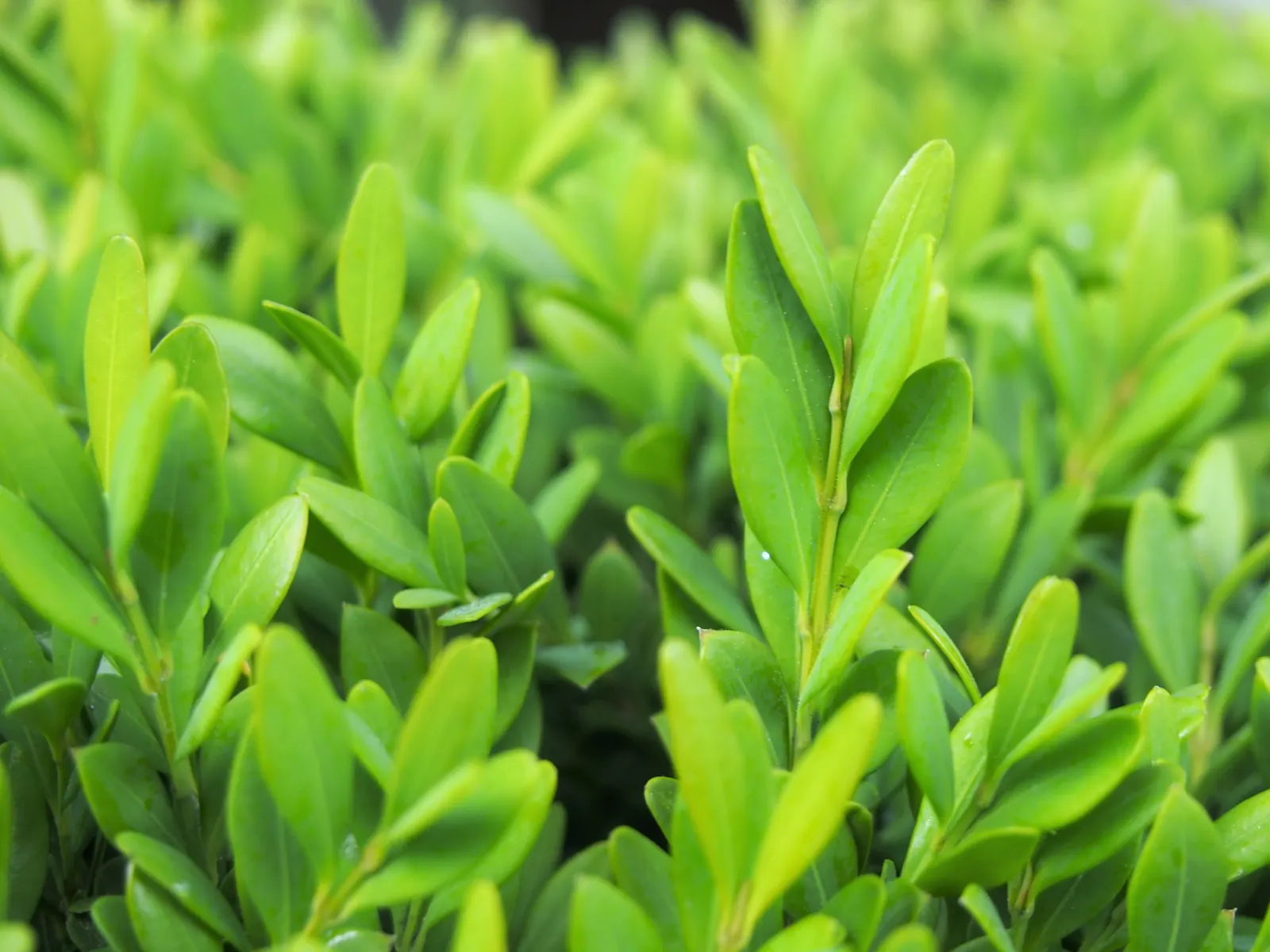 Japanese Boxwood (Buxus Microphylla Japonica) — Thriving in partial to full sun, it requires well-drained soil and moderate watering; japanese Boxwoods are
