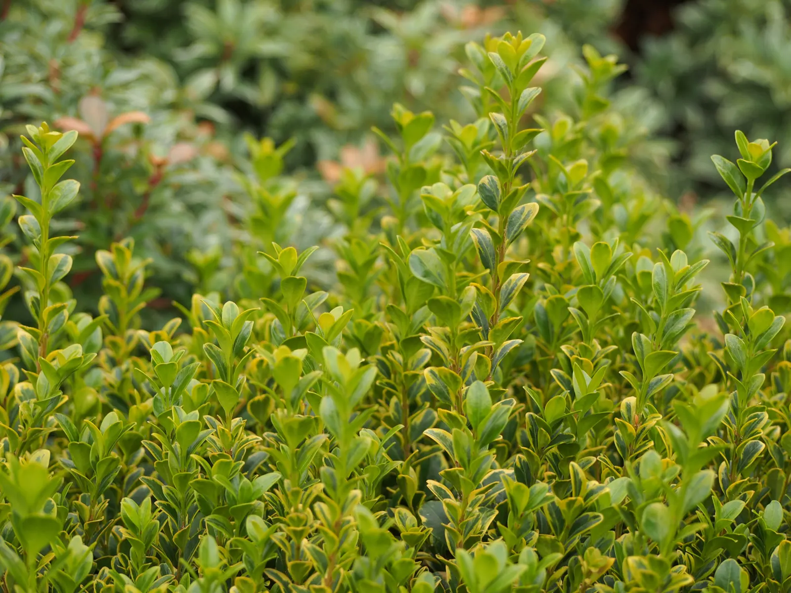 Japanese Boxwood (Buxus Microphylla Japonica) — This versatile and hardy evergreen shrub is prized for its dense; for optimal health and appearance, image 53