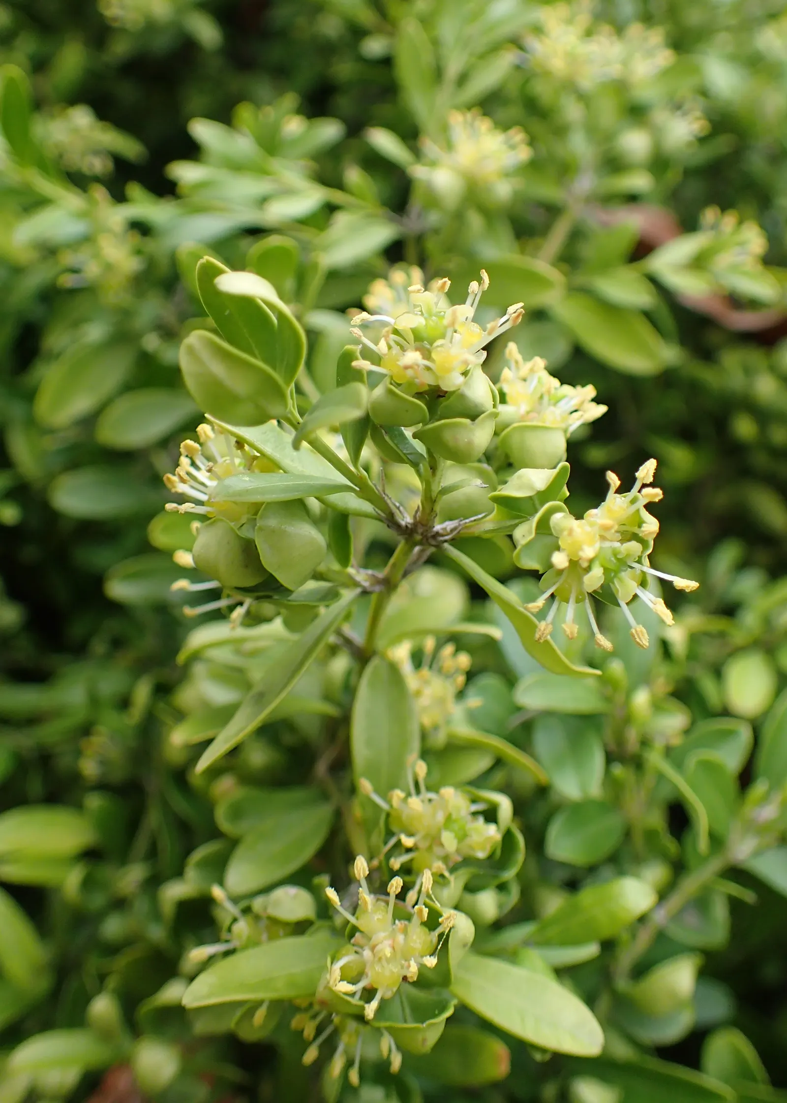 Japanese Boxwood (Buxus Microphylla Japonica) — lush foliage that can easily be shaped into precise formal hedges or topiary forms; is a compact, image 54