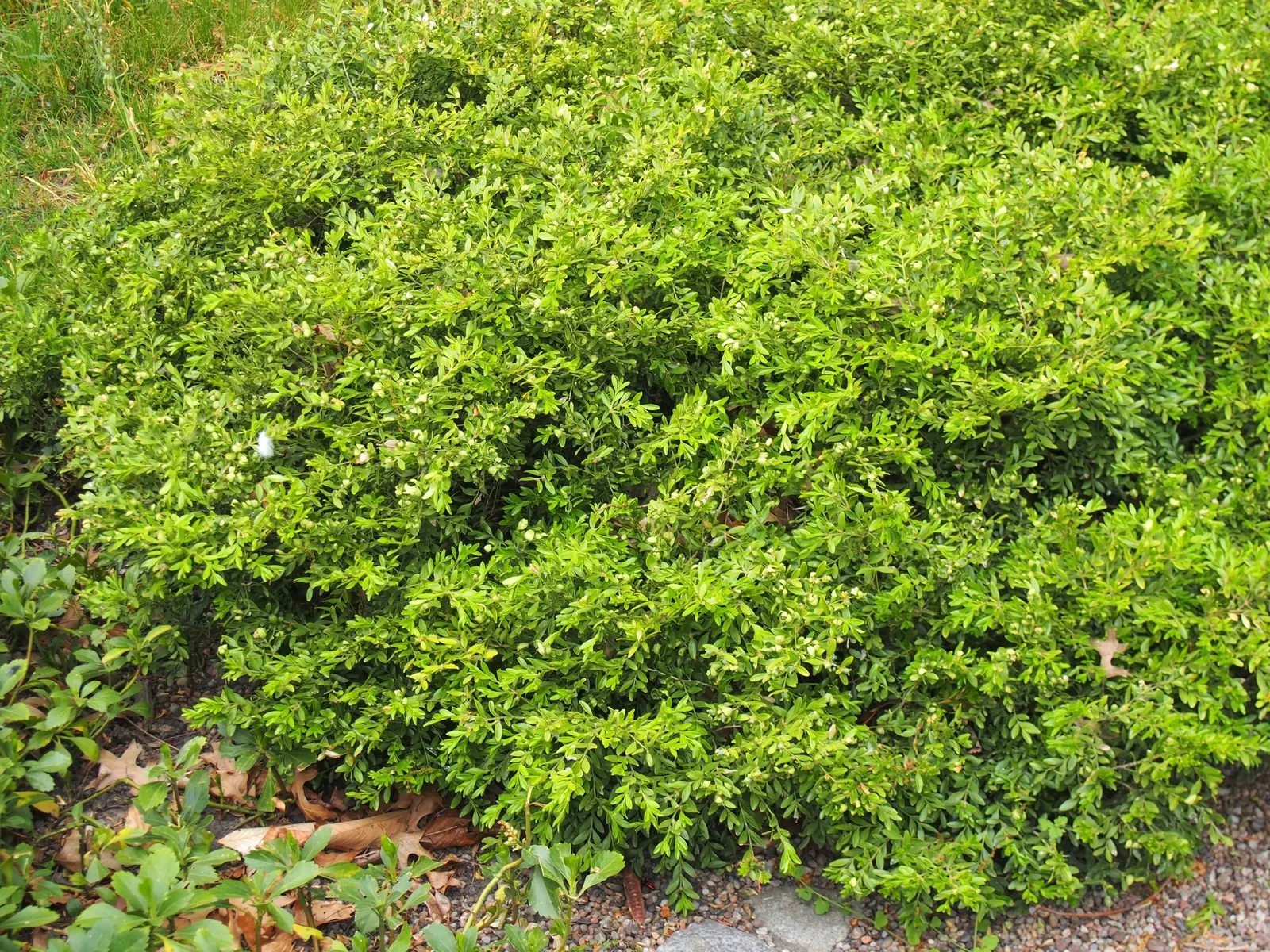 Japanese Boxwood (Buxus Microphylla Japonica) — typically in late winter or early spring; they adapt well to a range of soil types