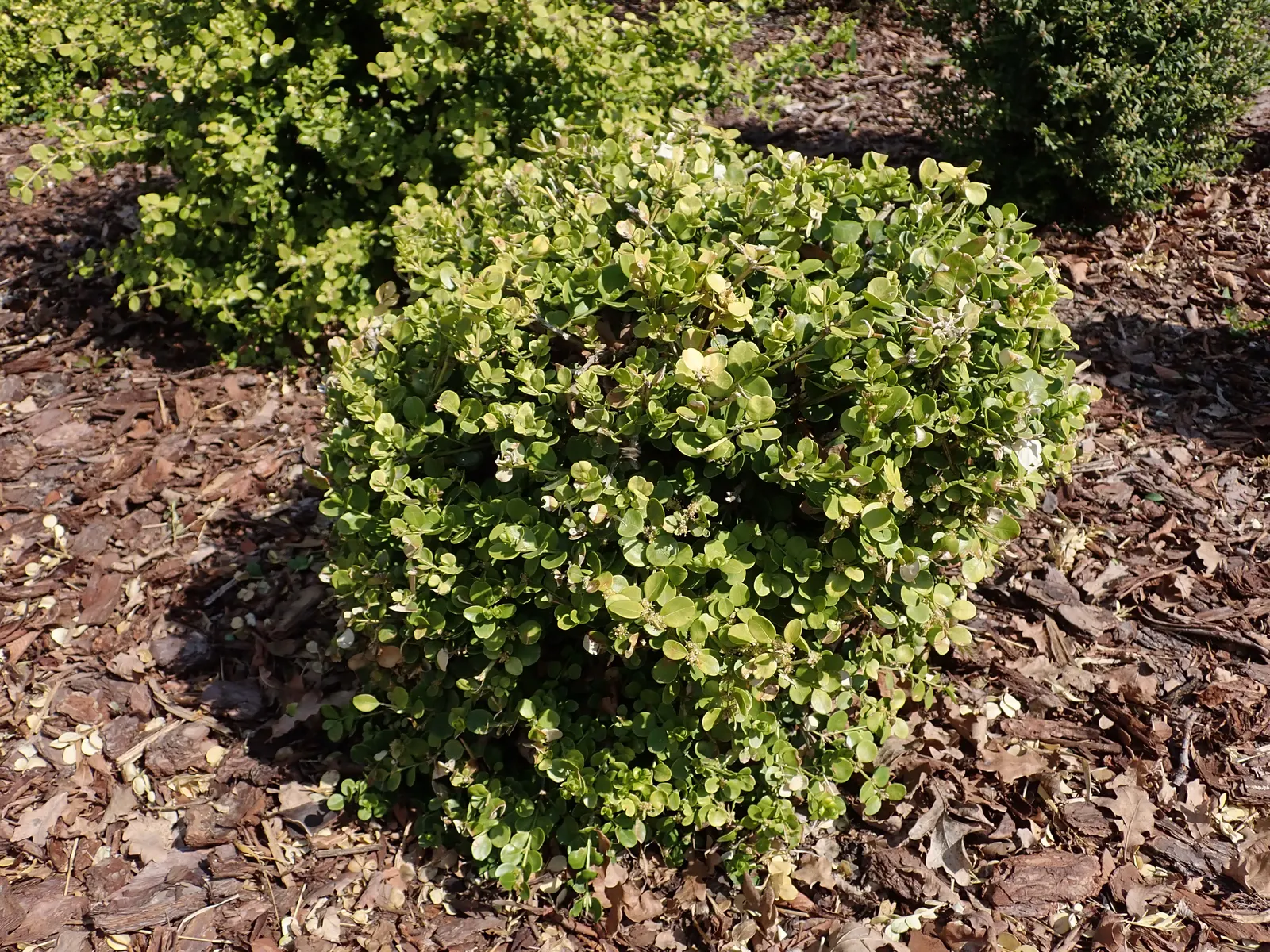 Japanese Boxwood (Buxus Microphylla Japonica) — and its ability to withstand heavy pruning makes it ideal for hedges or formal garden designs; lush foliage