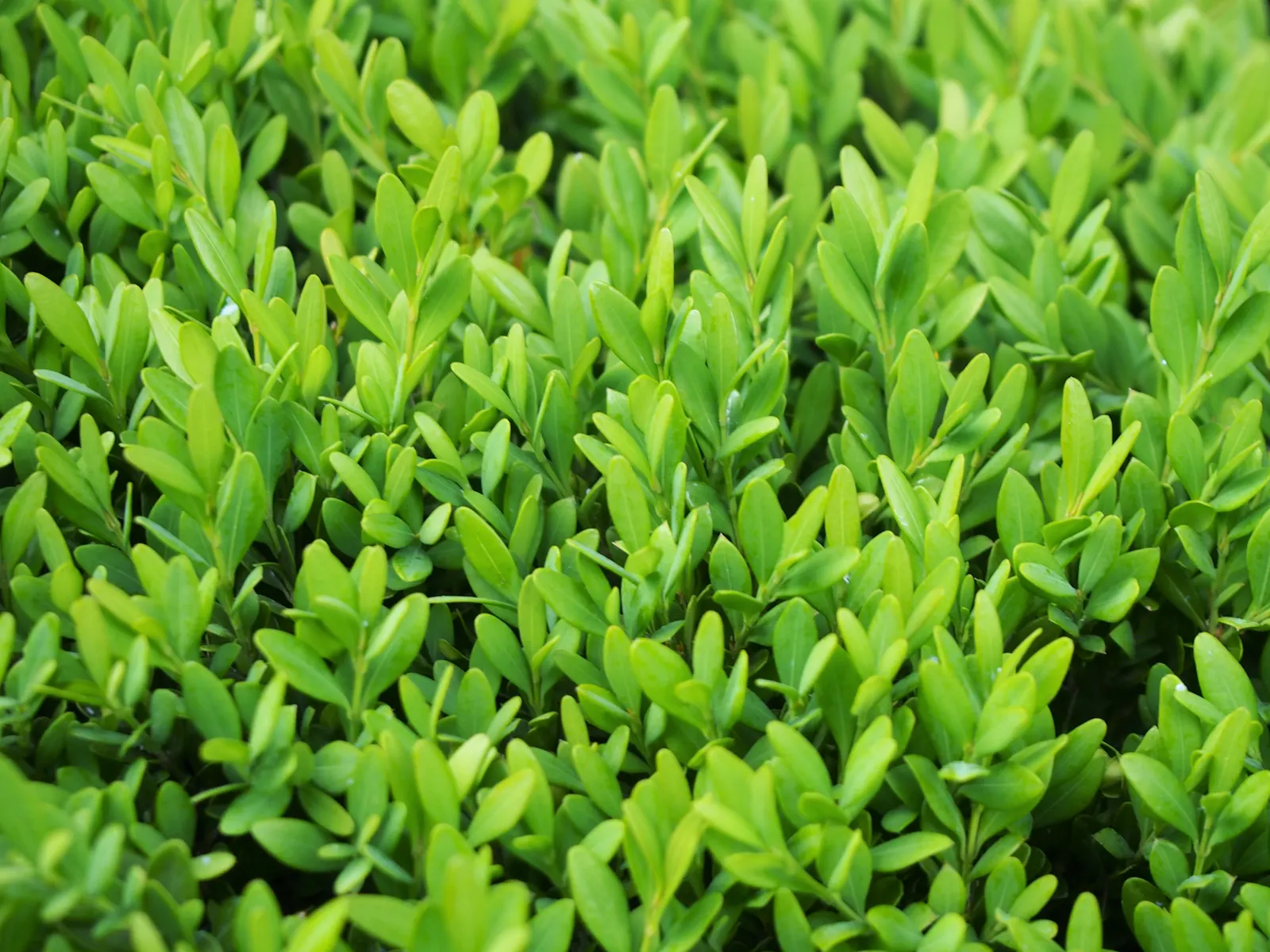 Japanese Boxwood (Buxus Microphylla Japonica) — will keep these shrubs looking tidy and maintain the desired form; regular fertilization will help promote