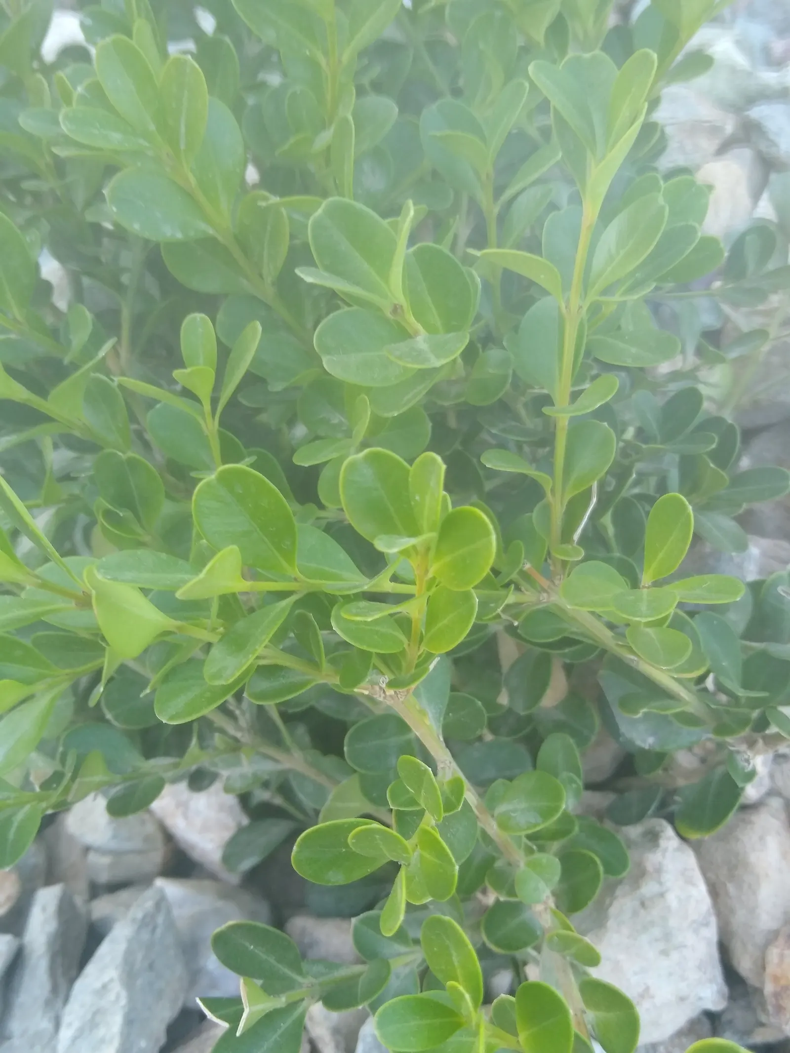 Japanese Boxwood (Buxus Microphylla Japonica) — It reaches up to 2-4 feet in height and 3-4 feet in width at maturity; typically in late winter or early spring