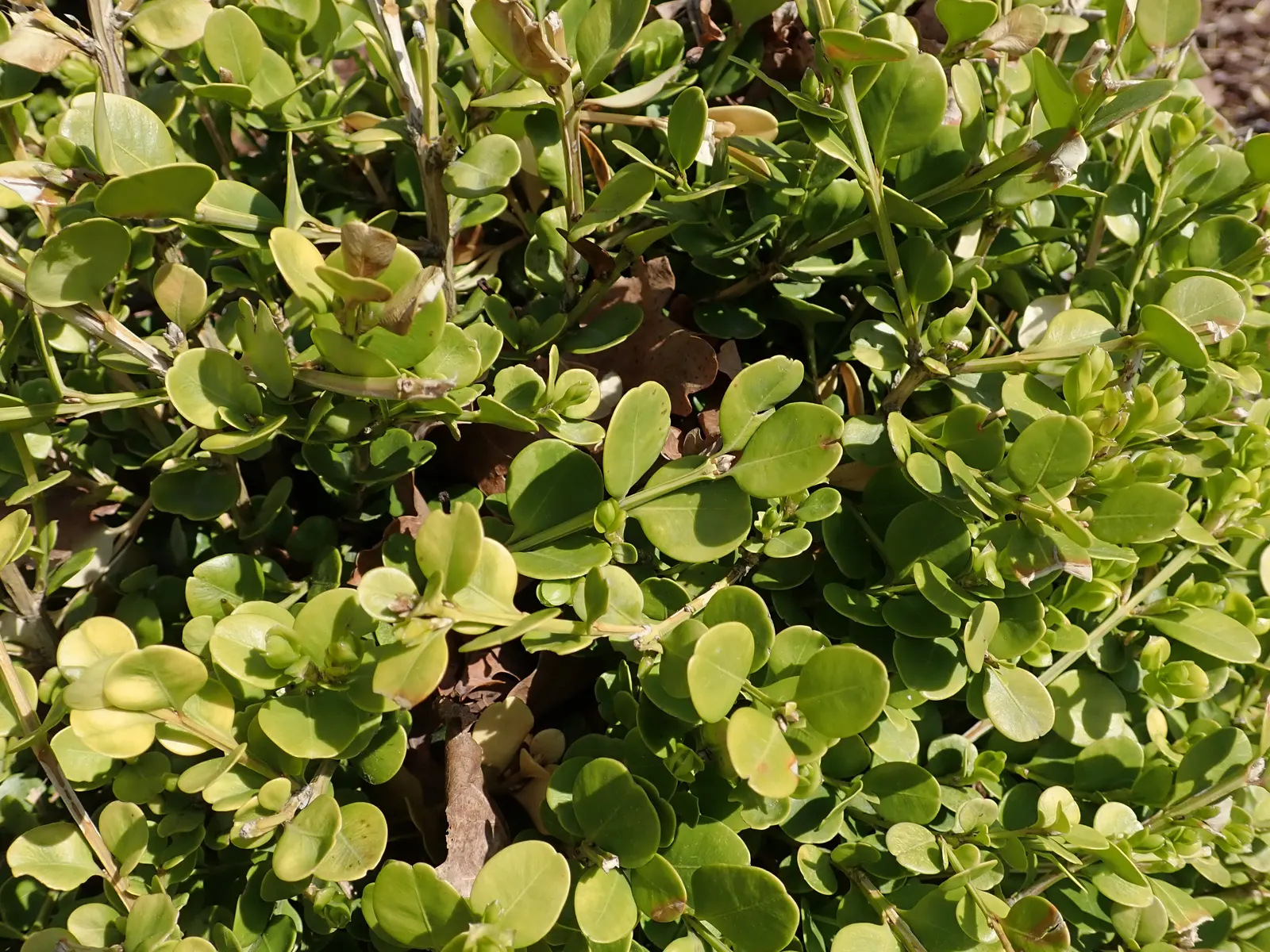 Japanese Boxwood (Buxus Microphylla Japonica) — typically in late winter or early spring