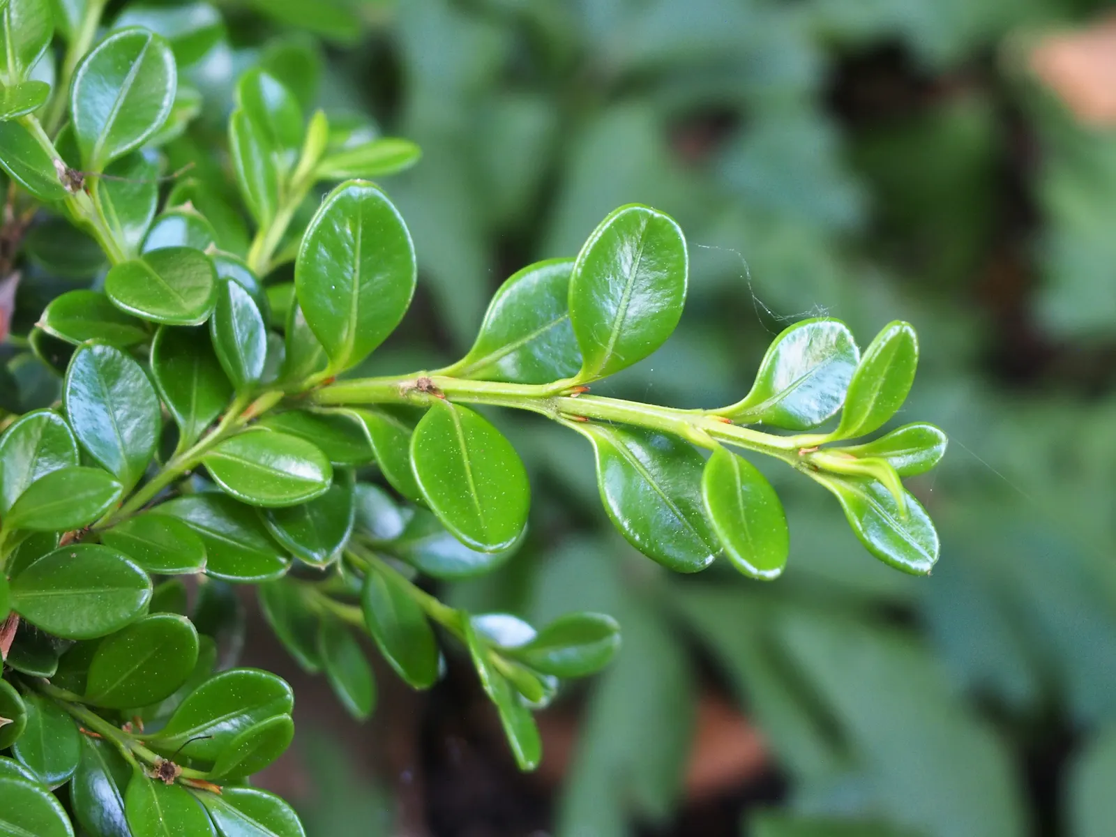 Japanese Boxwood (Buxus Microphylla Japonica) — The Japanese Boxwood, scientifically known as Buxus microphylla var
