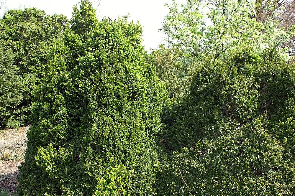 Japanese Boxwood (Buxus Microphylla Japonica) — shrub for full or half