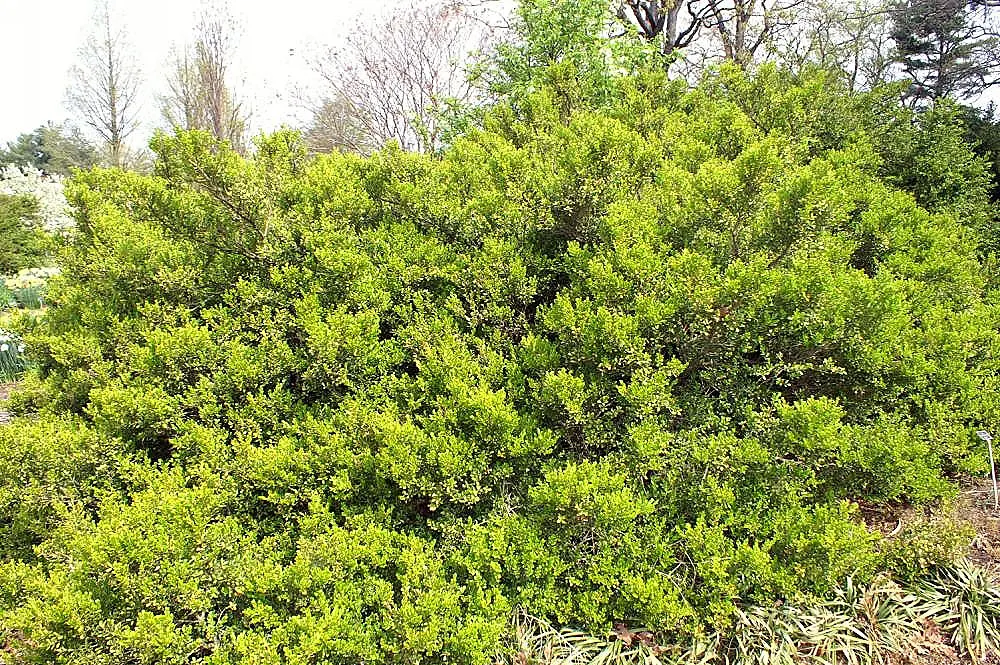 Japanese Boxwood (Buxus Microphylla Japonica) — Japanese Boxwoods allow for substantial design flexibility