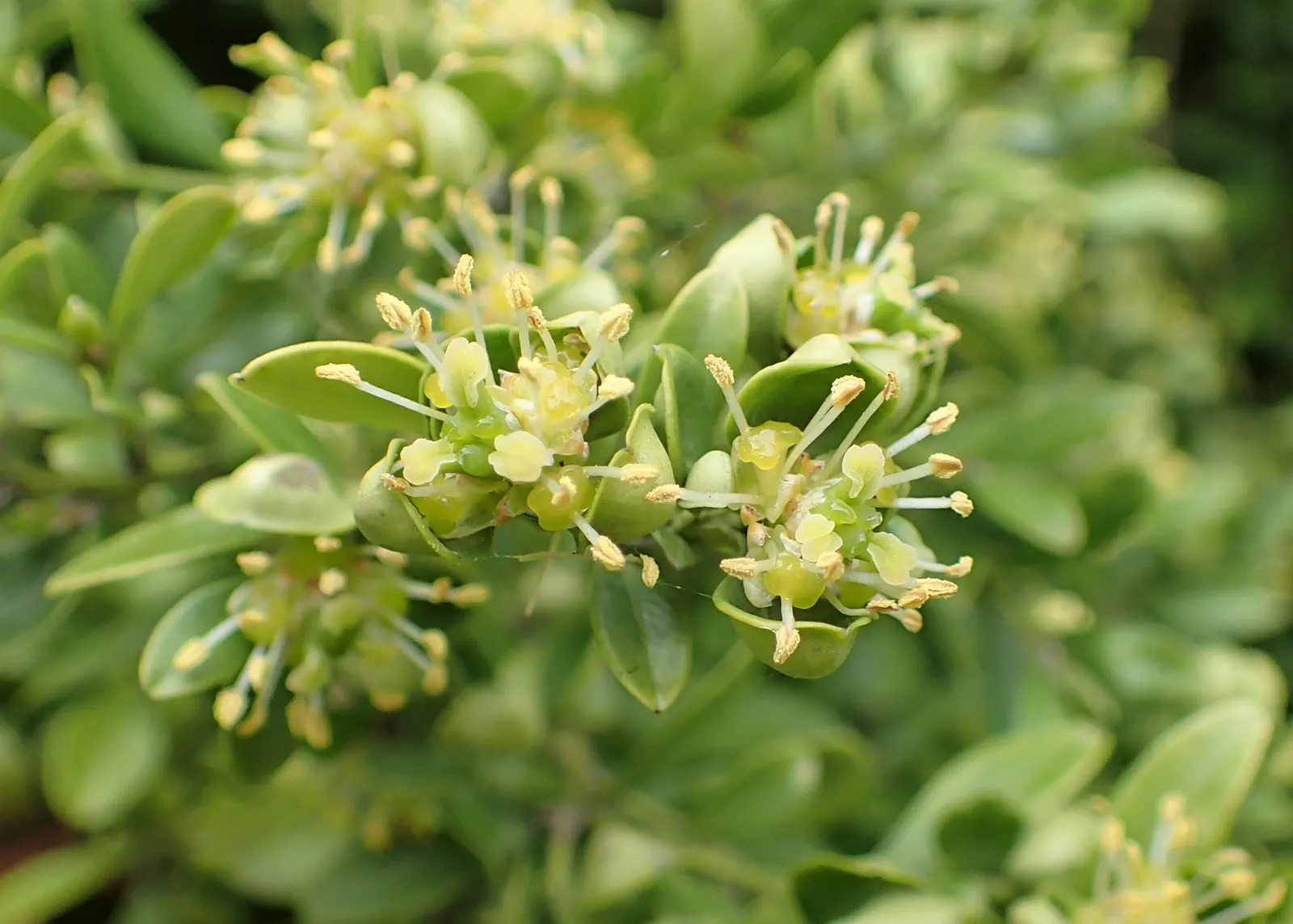 Japanese Boxwood (Buxus Microphylla Japonica) — Japanese Boxwoods allow for substantial design flexibility; and perform best in USDA hardiness, image 56