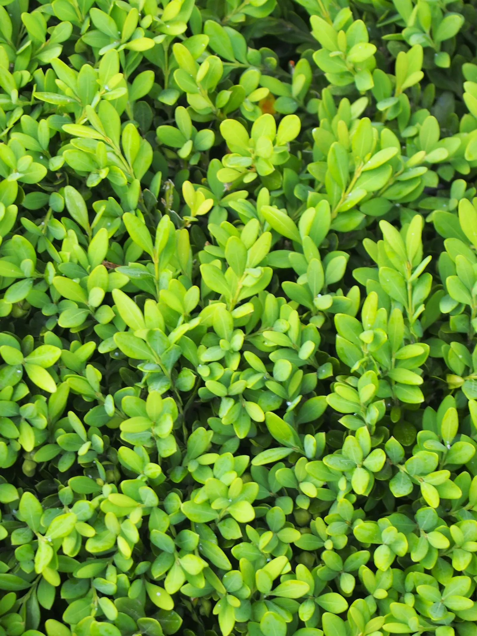 Japanese Boxwood (Buxus Microphylla Japonica) — Japanese Boxwoods allow for substantial design flexibility; and perform best in USDA hardiness zones 6 through 9