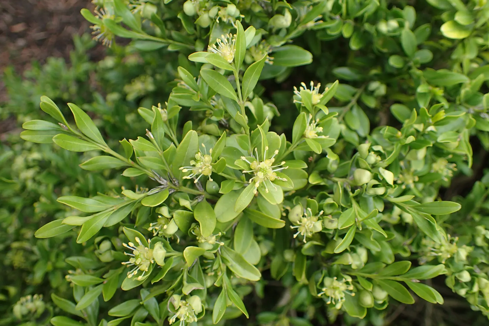 Japanese Boxwood (Buxus Microphylla Japonica) — and its ability to withstand heavy pruning makes it ideal for hedges or formal garden designs; lush, image 49