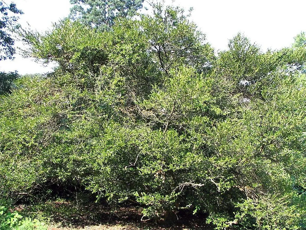 Japanese Boxwood (Buxus Microphylla Japonica) — shrub for full or half; will keep these shrubs looking tidy and maintain the desired form