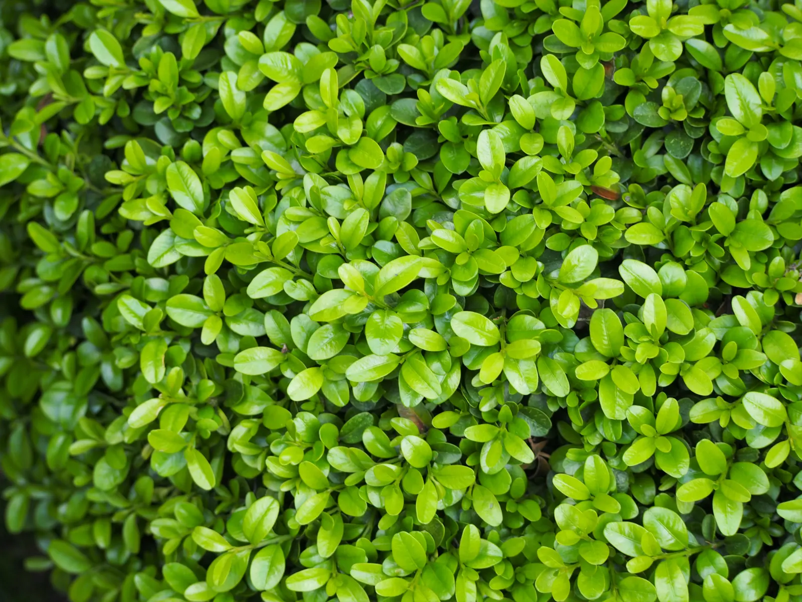 Japanese Boxwood (Buxus Microphylla Japonica) — is a compact evergreen shrub favored for its dense; oval leaves provide a fine texture, image 45