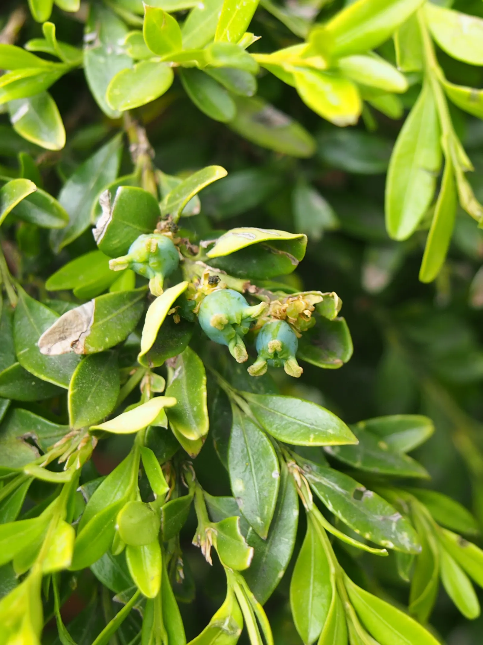 Japanese Boxwood (Buxus Microphylla Japonica) — and perform best in USDA hardiness zones 6 through 9; provided they are well-draining