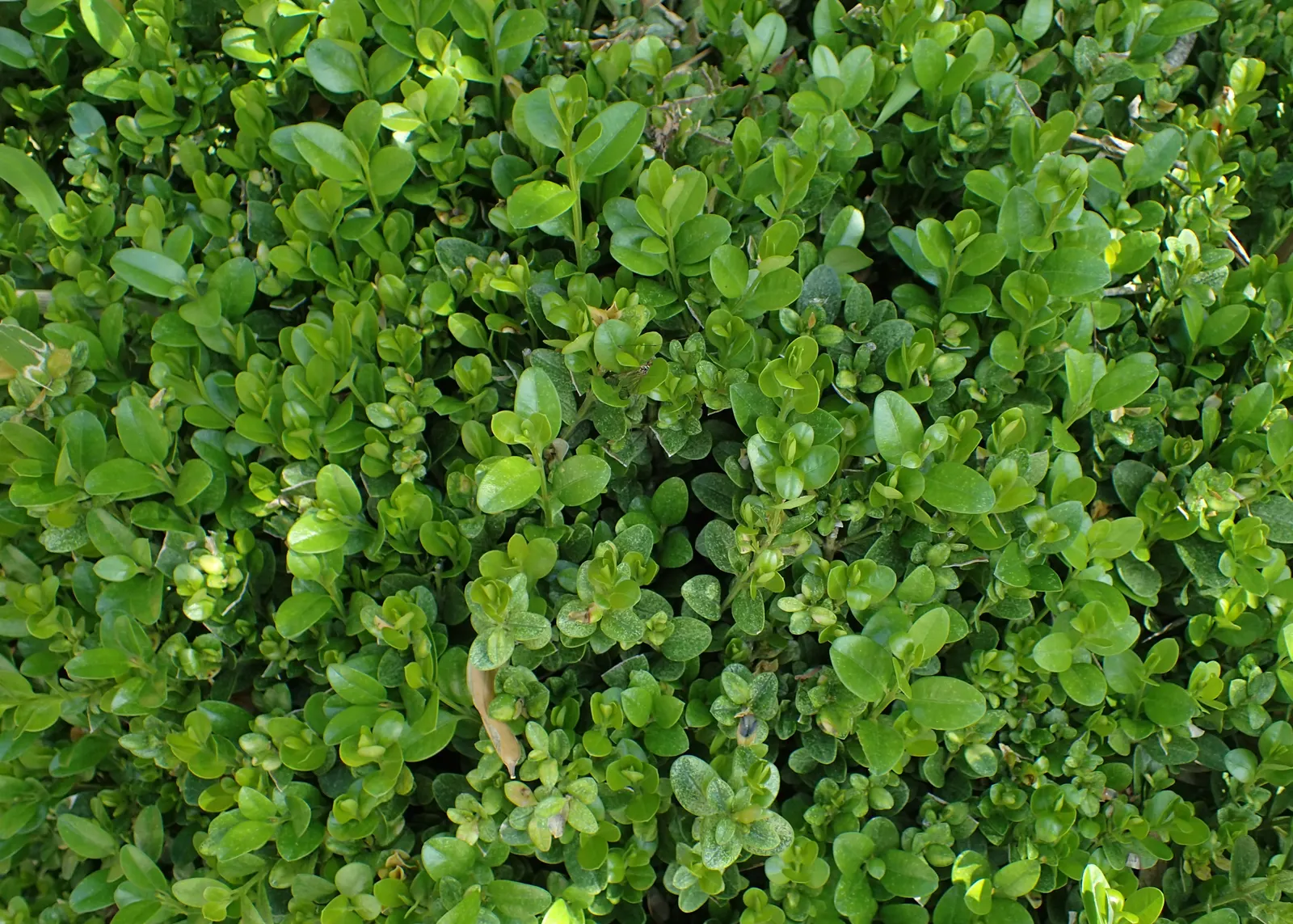 Japanese Boxwood (Buxus Microphylla Japonica) — Thriving in partial to full sun, it requires well-drained soil and moderate watering