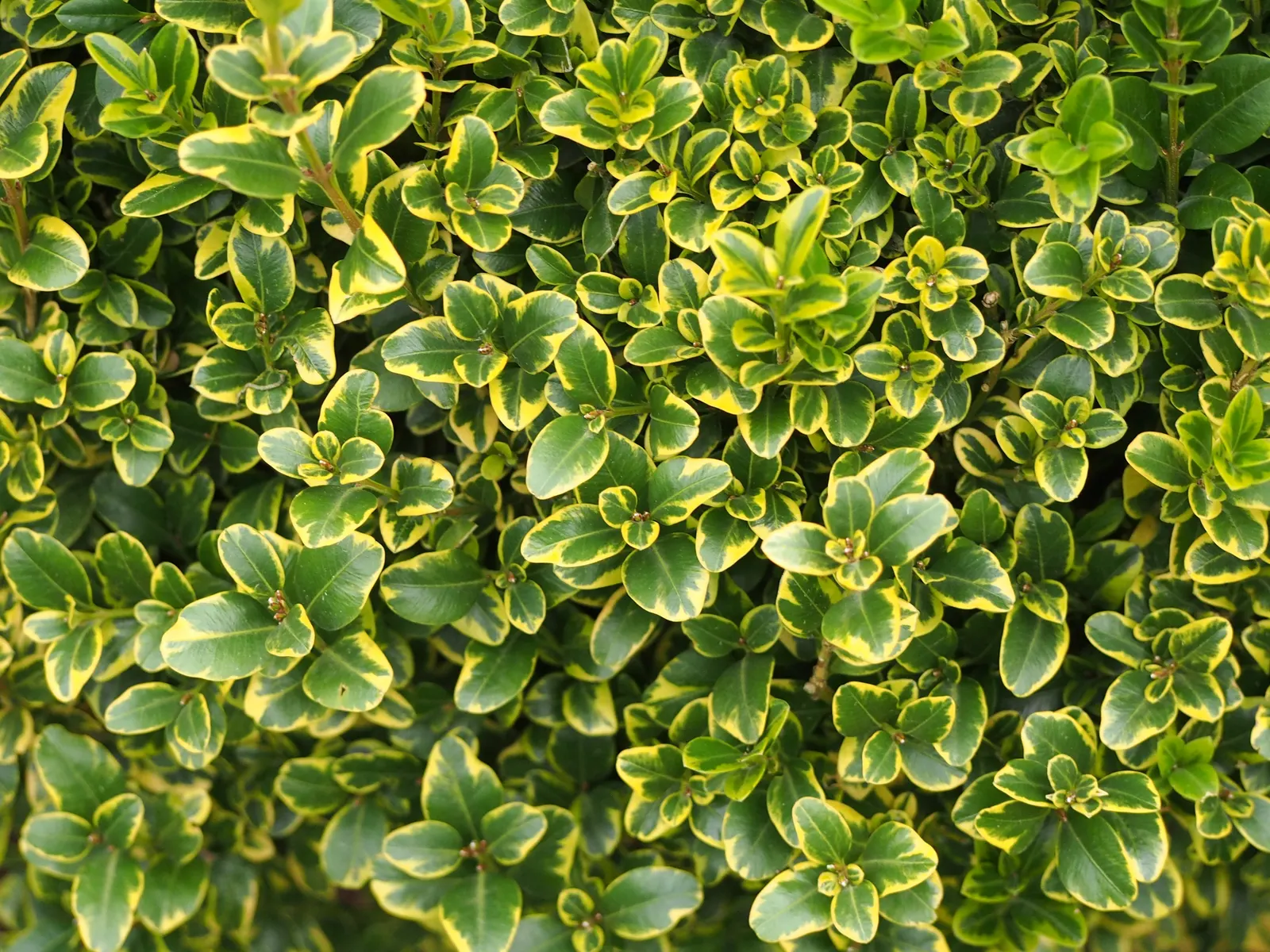 Japanese Boxwood (Buxus Microphylla Japonica) — For optimal health and appearance; ensuring that these elegant boxwoods remain a captivating feature of the
