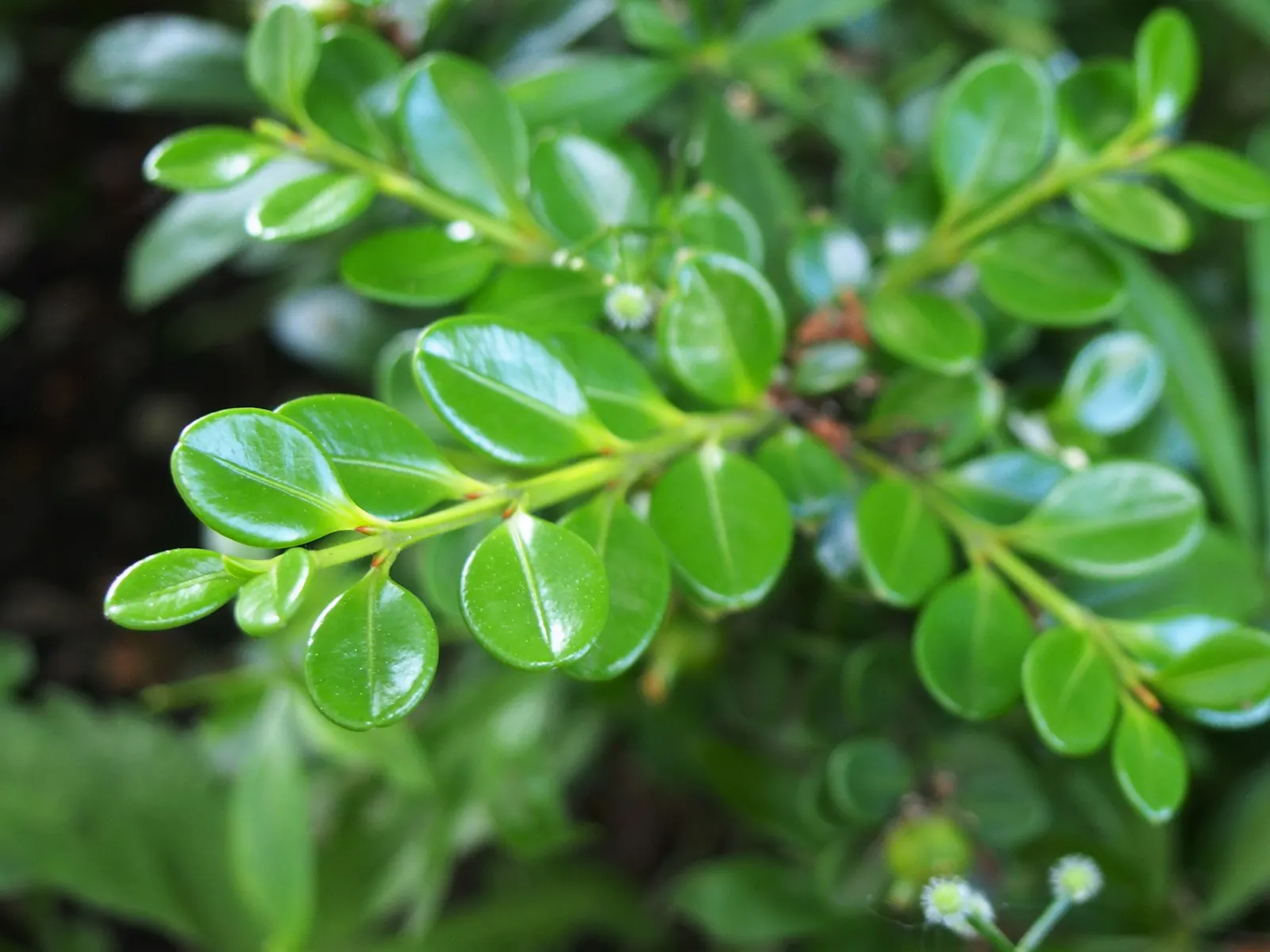 Japanese Boxwood (Buxus Microphylla Japonica) — It reaches up to 2-4 feet in height and 3-4 feet in width at maturity; typically in late winter or, image 47