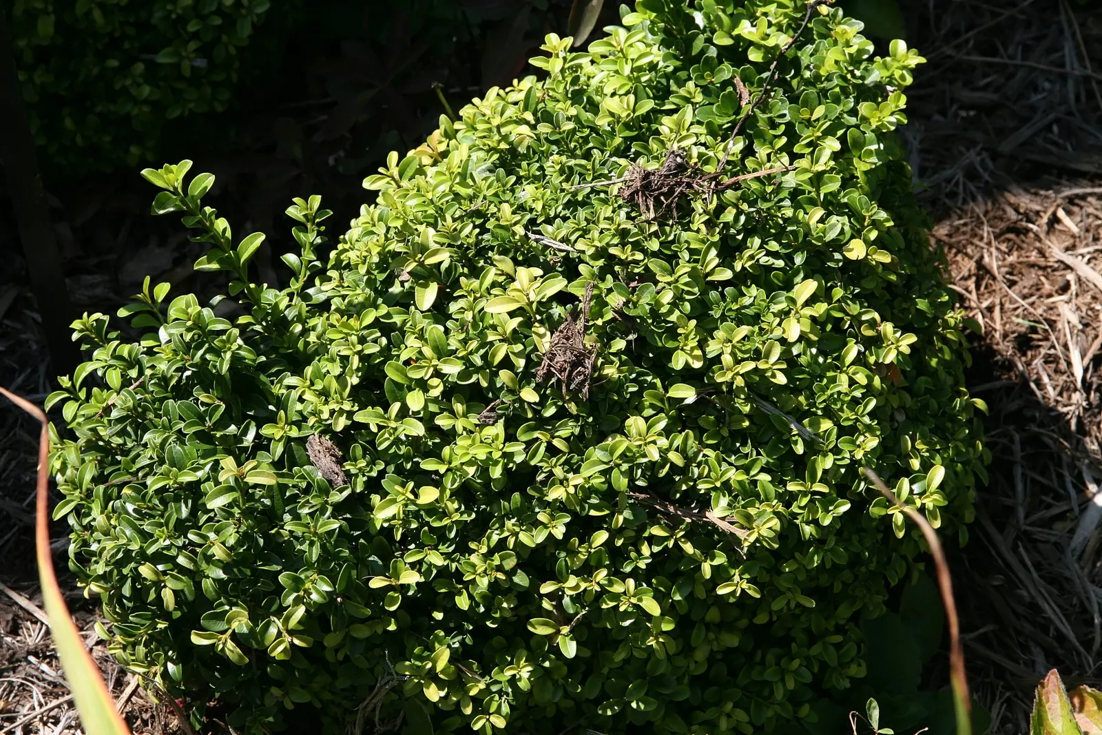 Japanese Boxwood (Buxus Microphylla Japonica) — oval leaves provide a fine texture