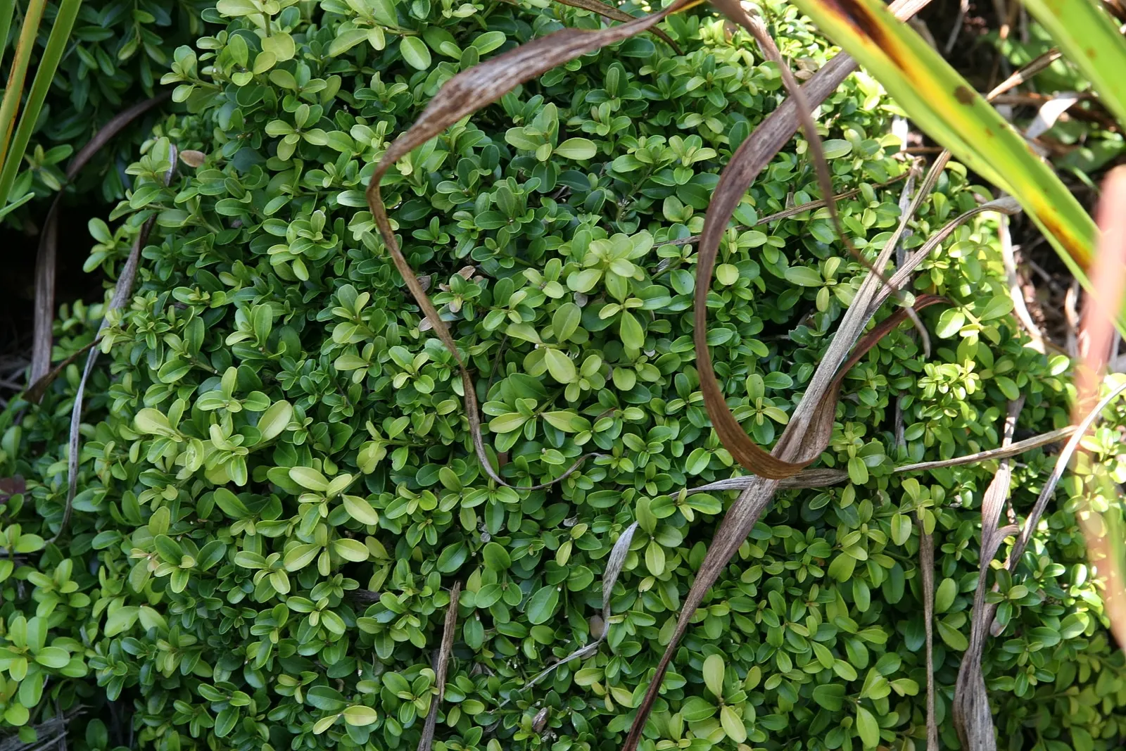 Japanese Boxwood (Buxus Microphylla Japonica) — boasting a rich green hue that persists even in the chill of winter