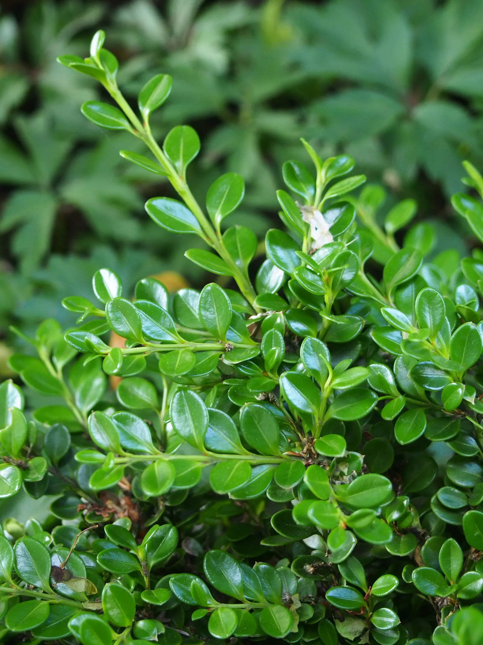 Japanese Boxwood (Buxus Microphylla Japonica) — provided they are well-draining; the Japanese Boxwood, scientifically known as Buxus microphylla var, image 58