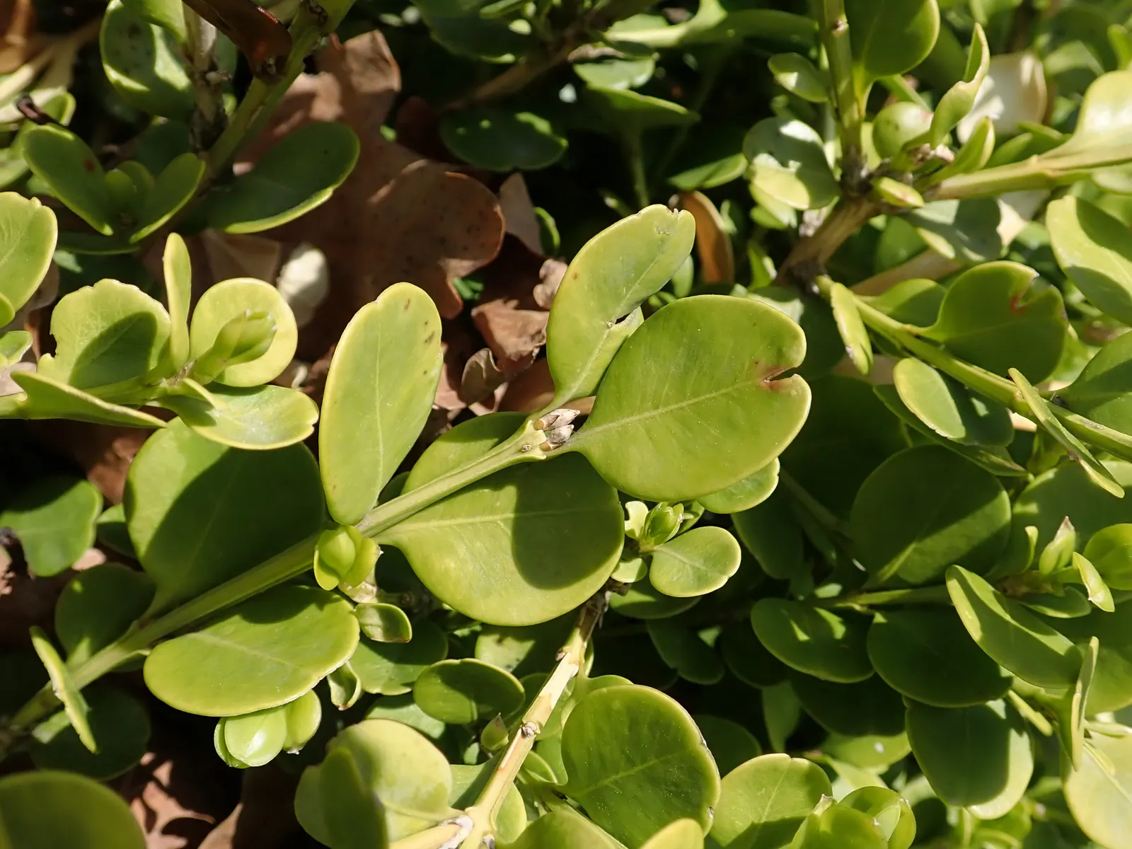 Japanese Boxwood (Buxus Microphylla Japonica) — is a compact evergreen shrub favored for its dense; oval leaves provide a fine texture