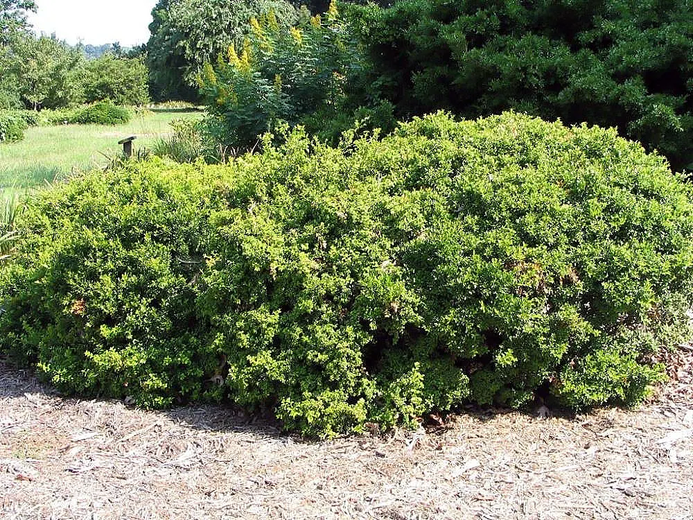 Japanese Boxwood (Buxus Microphylla Japonica) — lush foliage that can easily be shaped into precise formal hedges or topiary forms; is a compact evergreen
