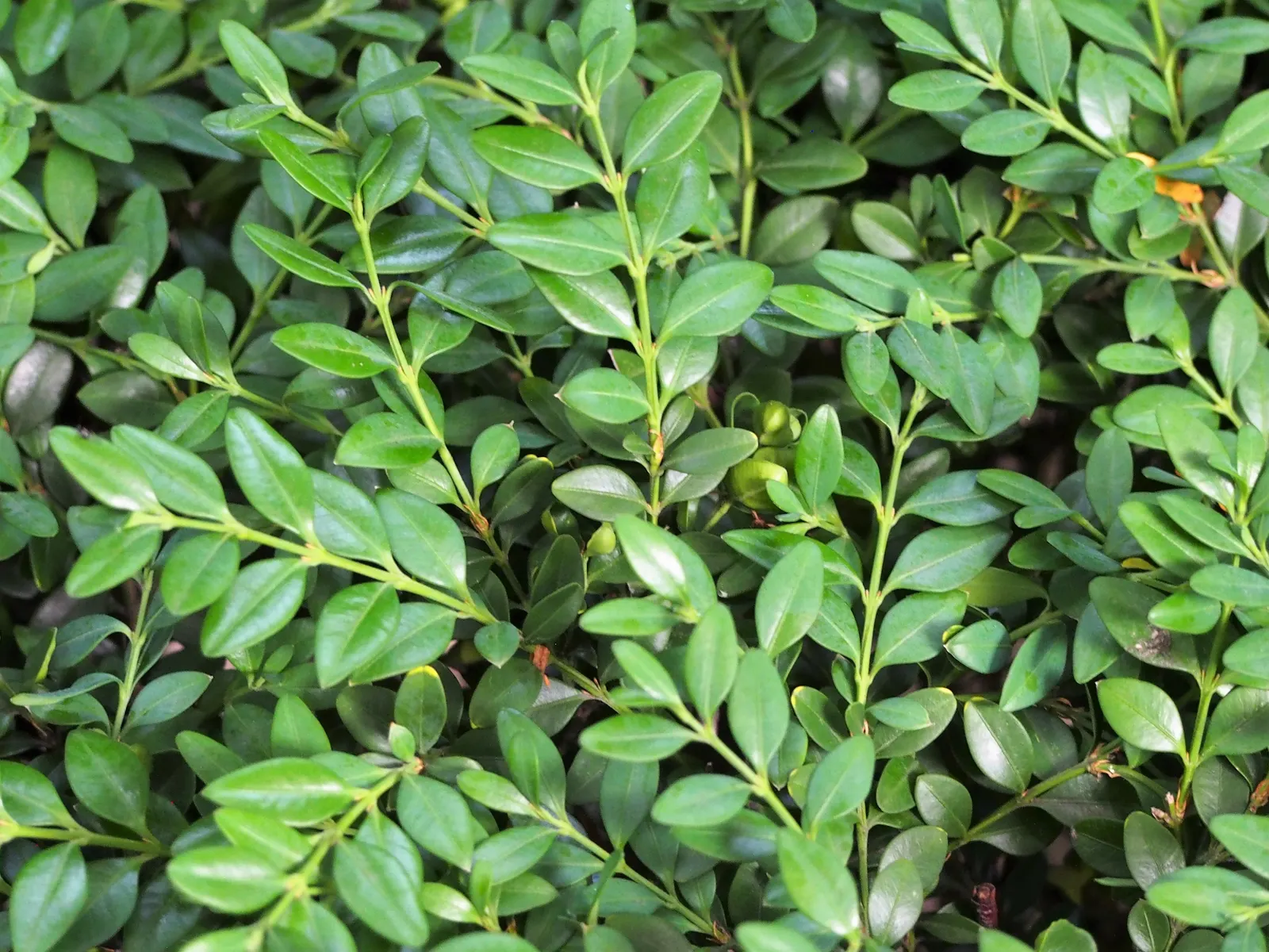 Japanese Boxwood (Buxus Microphylla Japonica) — lush foliage and versatile nature