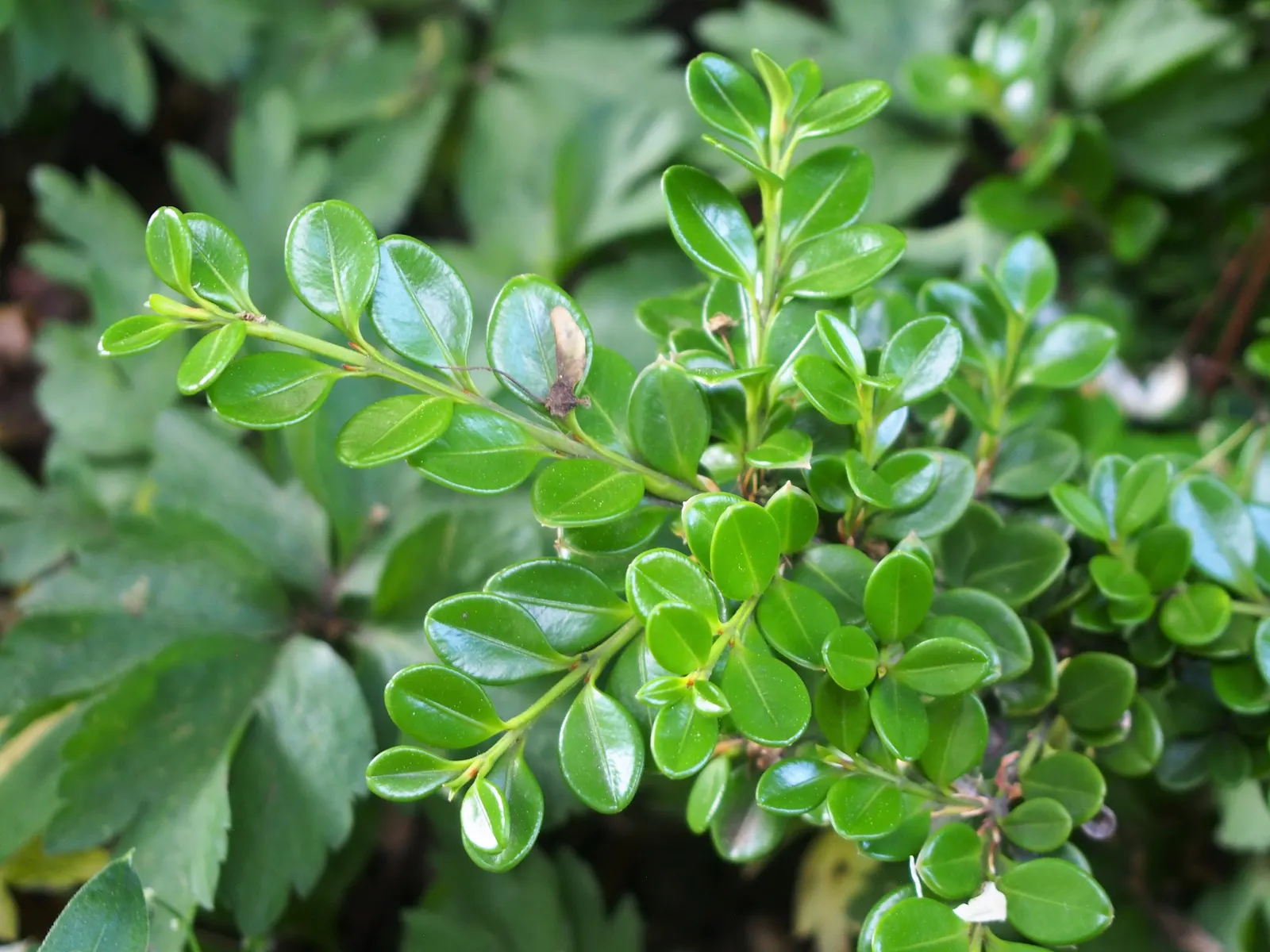 Japanese Boxwood (Buxus Microphylla Japonica) — Thriving in partial to full sun, it requires well-drained soil and moderate watering; japanese, image 50