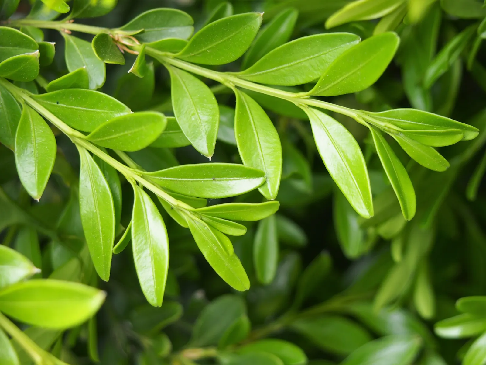 Japanese Boxwood (Buxus Microphylla Japonica) — japonica, is an exceptional choice for adding structure and year-round interest to a landscape design; this