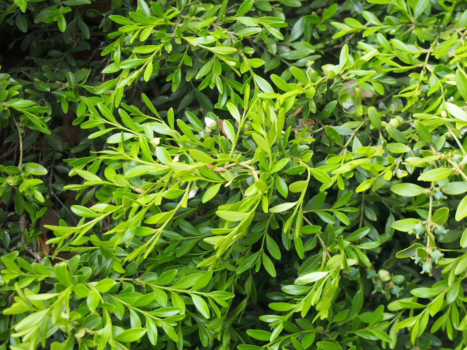 Japanese Boxwood (Buxus Microphylla Japonica) — Regular fertilization will help promote vigorous growth and lush foliage; and its ability to withstand heavy