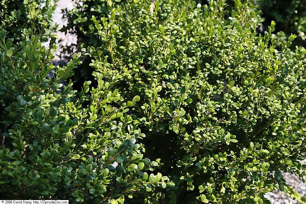 Japanese Boxwood (Buxus Microphylla Japonica) — They adapt well to a range of soil types; shrub for full or half