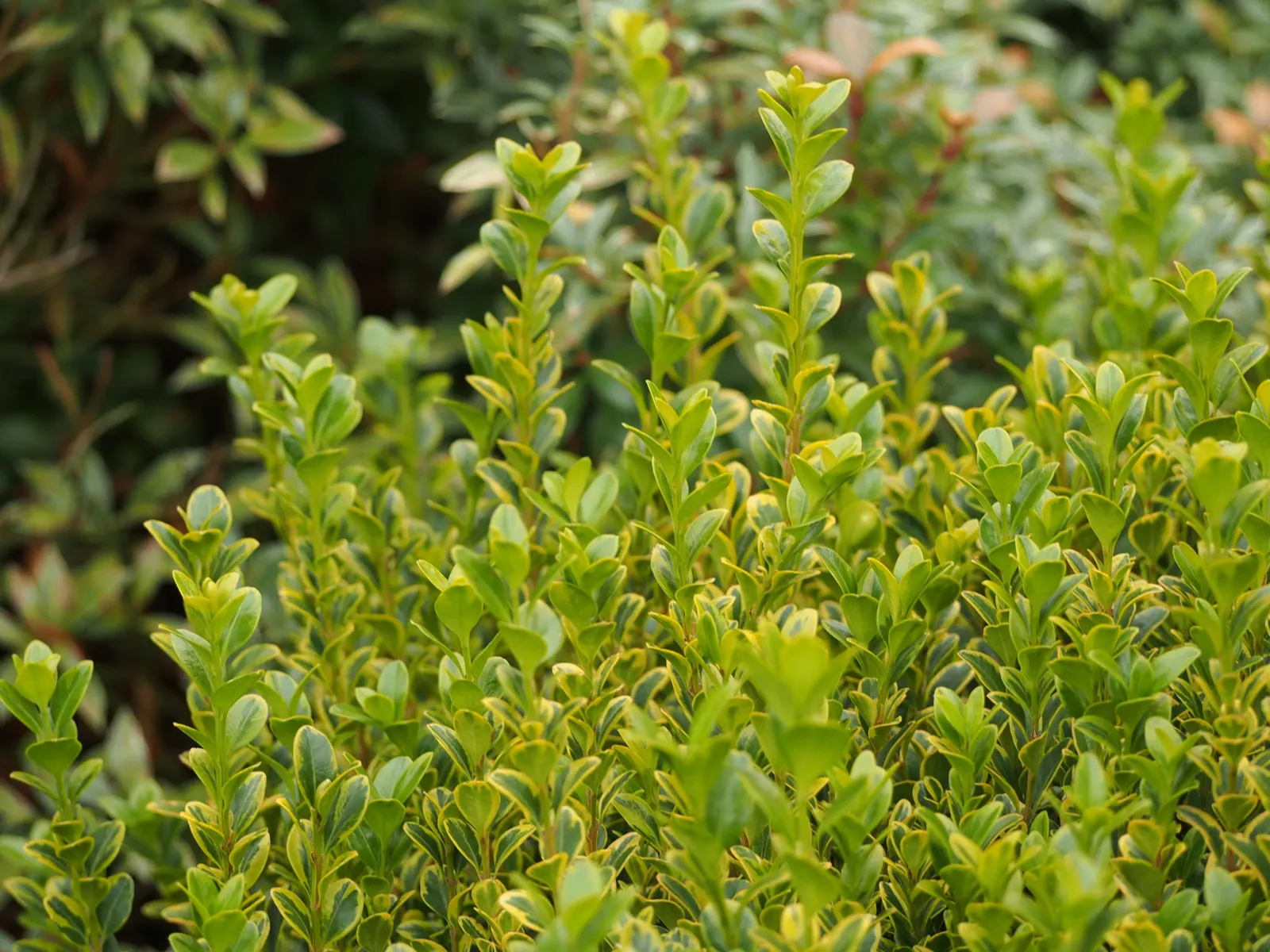 Japanese Boxwood (Buxus Microphylla Japonica) — boasting a rich green hue that persists even in the chill of winter; japonica, is an exceptional choice for