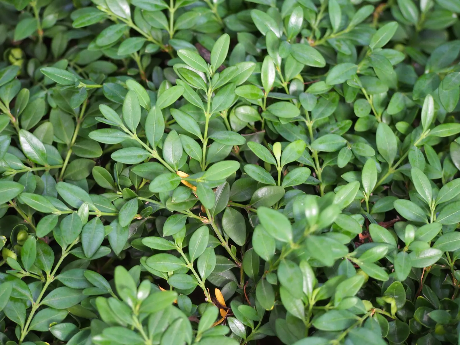 Japanese Boxwood (Buxus Microphylla Japonica) — They adapt well to a range of soil types