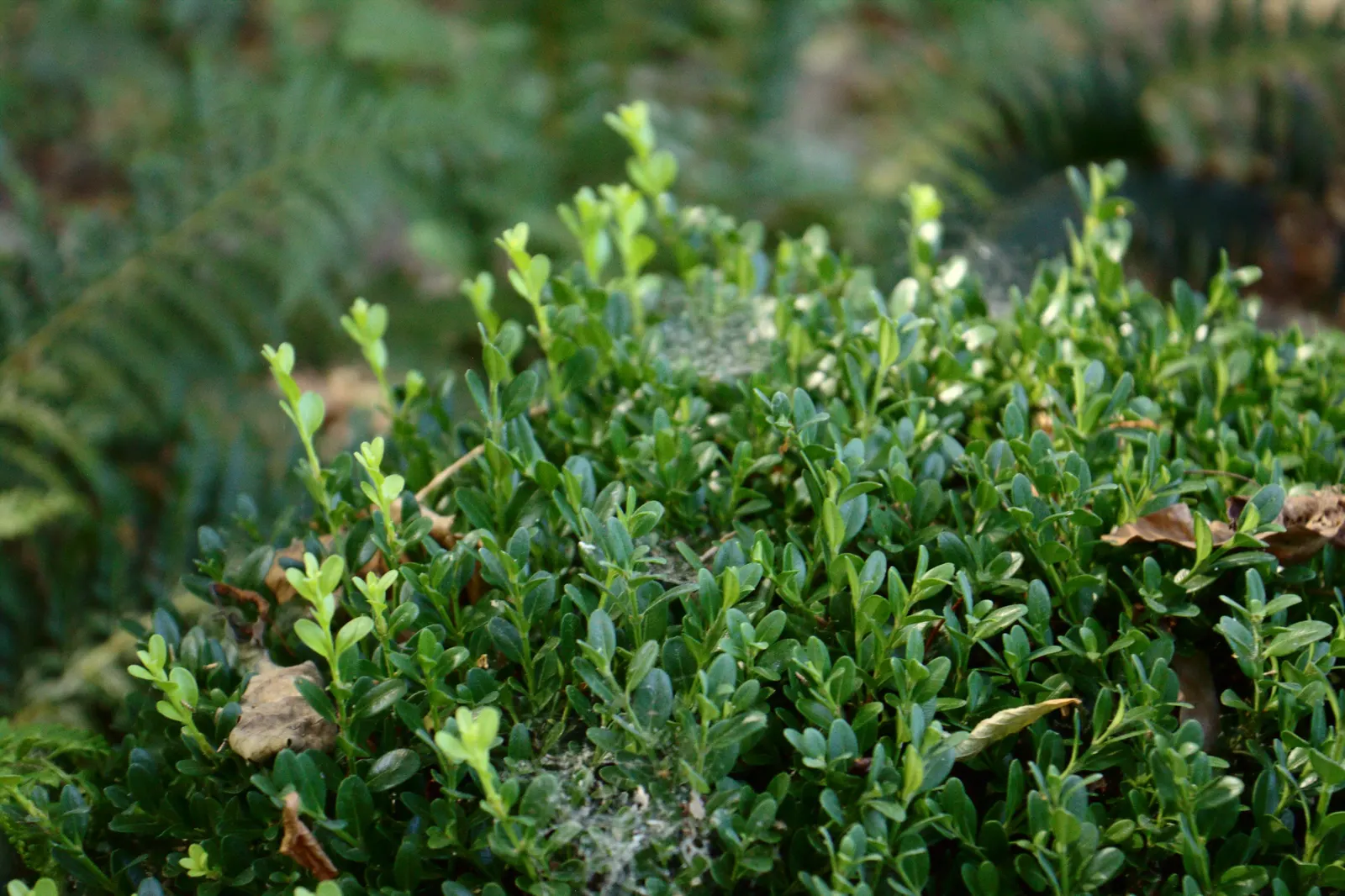 Japanese Boxwood (Buxus Microphylla Japonica) — It reaches up to 2-4 feet in height and 3-4 feet in width at maturity