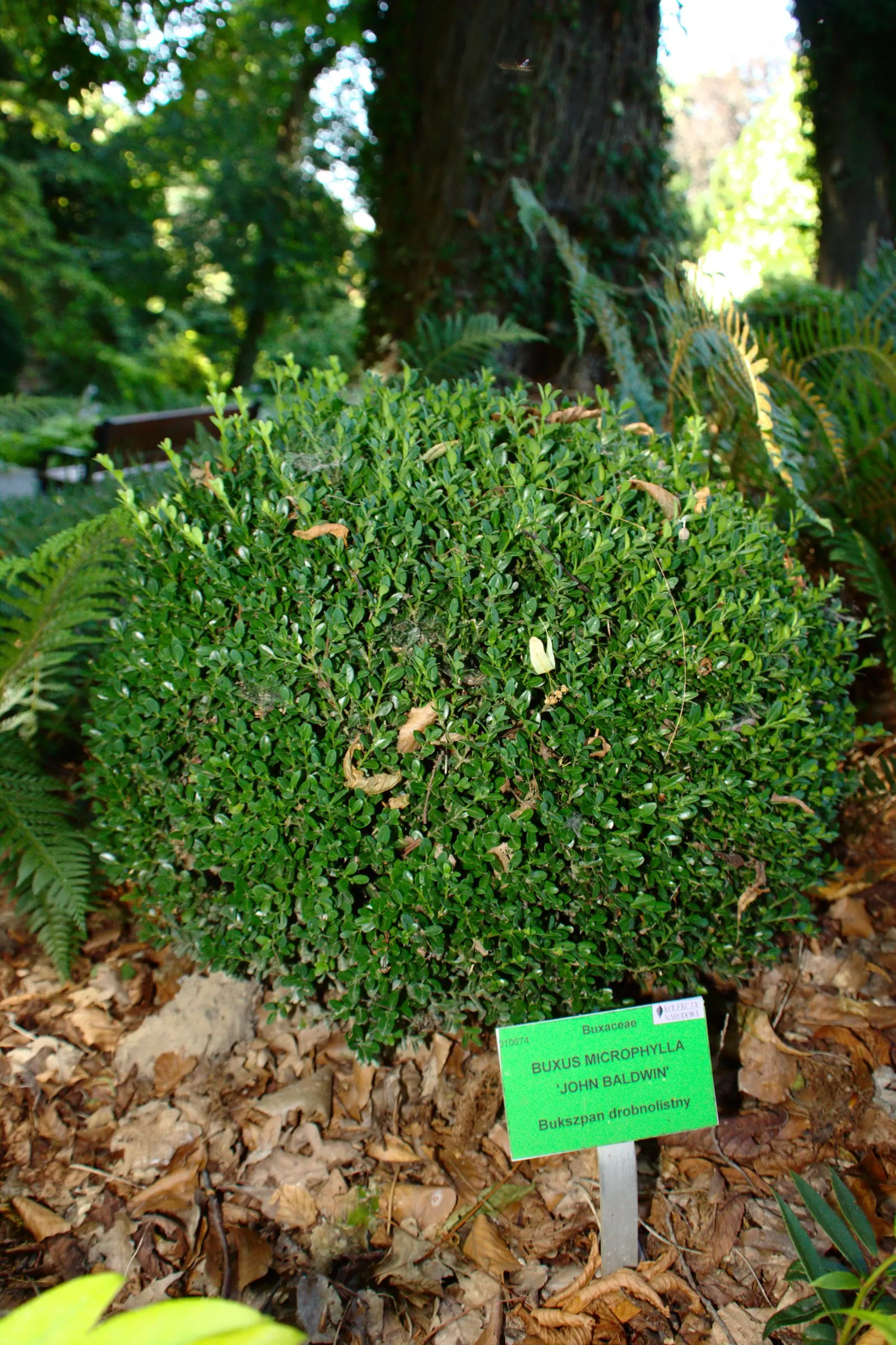 Japanese Boxwood (Buxus Microphylla Japonica) — provided they are well-draining; the Japanese Boxwood, scientifically known as Buxus microphylla var