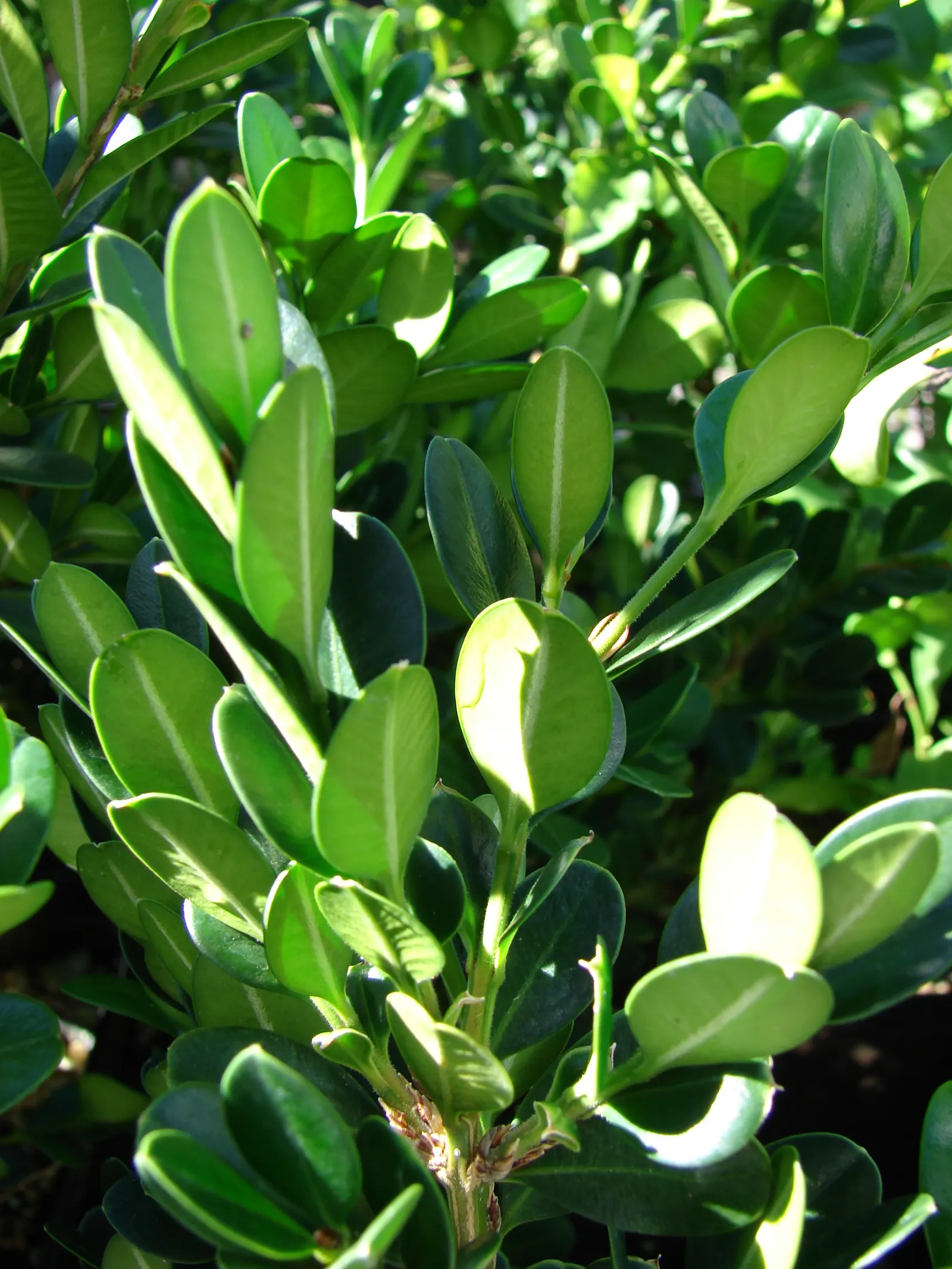 Japanese Boxwood (Buxus Microphylla Japonica) — This versatile and hardy evergreen shrub is prized for its dense
