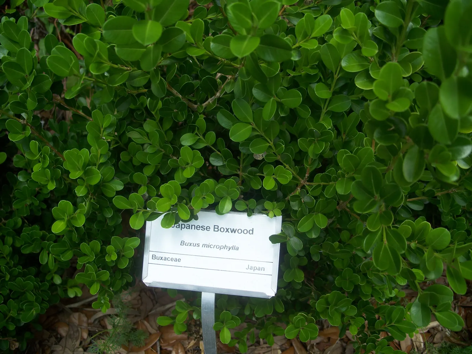 Japanese Boxwood (Buxus Microphylla Japonica) — ensuring that these elegant boxwoods remain a captivating feature of the garden for years to come; japanese