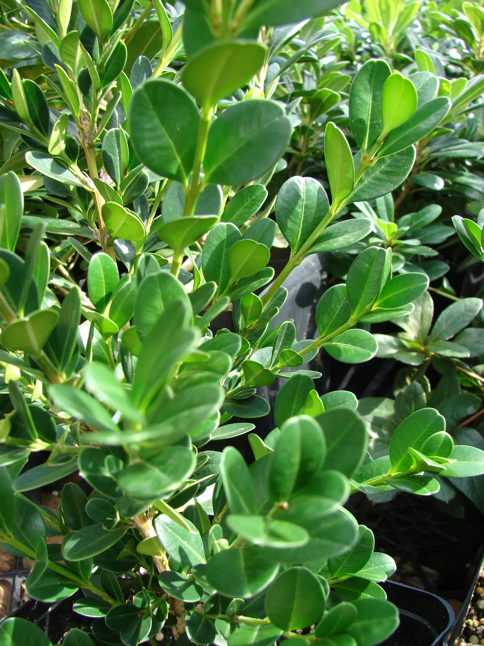Japanese Boxwood (Buxus Microphylla Japonica) — The Japanese Boxwood, scientifically known as Buxus microphylla var; lush foliage and versatile, image 51