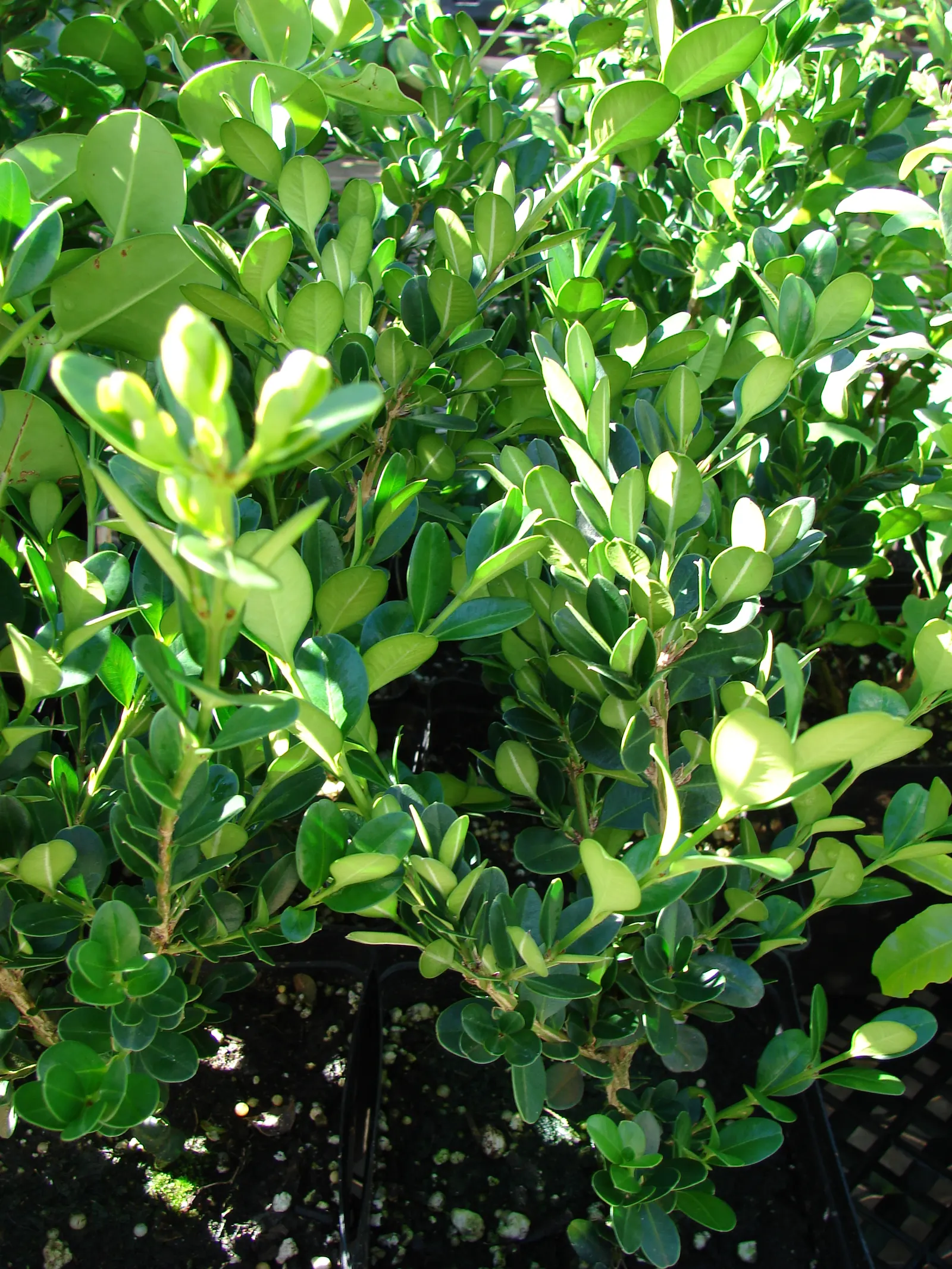 Japanese Boxwood (Buxus Microphylla Japonica) — Japanese Boxwoods are relatively low-maintenance