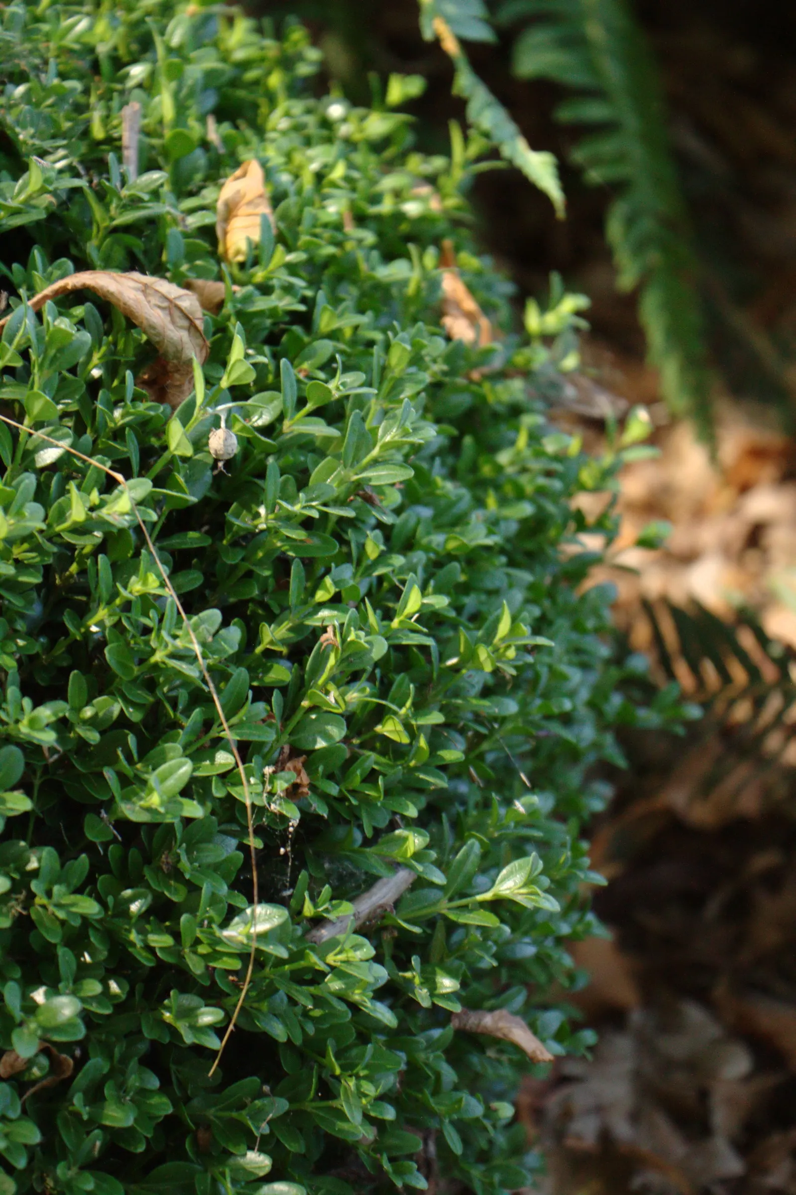 Japanese Boxwood (Buxus Microphylla Japonica) — This versatile and hardy evergreen shrub is prized for its dense; for optimal health and appearance