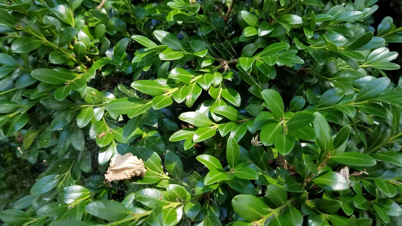 Japanese Boxwood (Buxus Microphylla Japonica) — lush foliage and versatile nature; boasting a rich green hue that persists even in the chill of, image 46